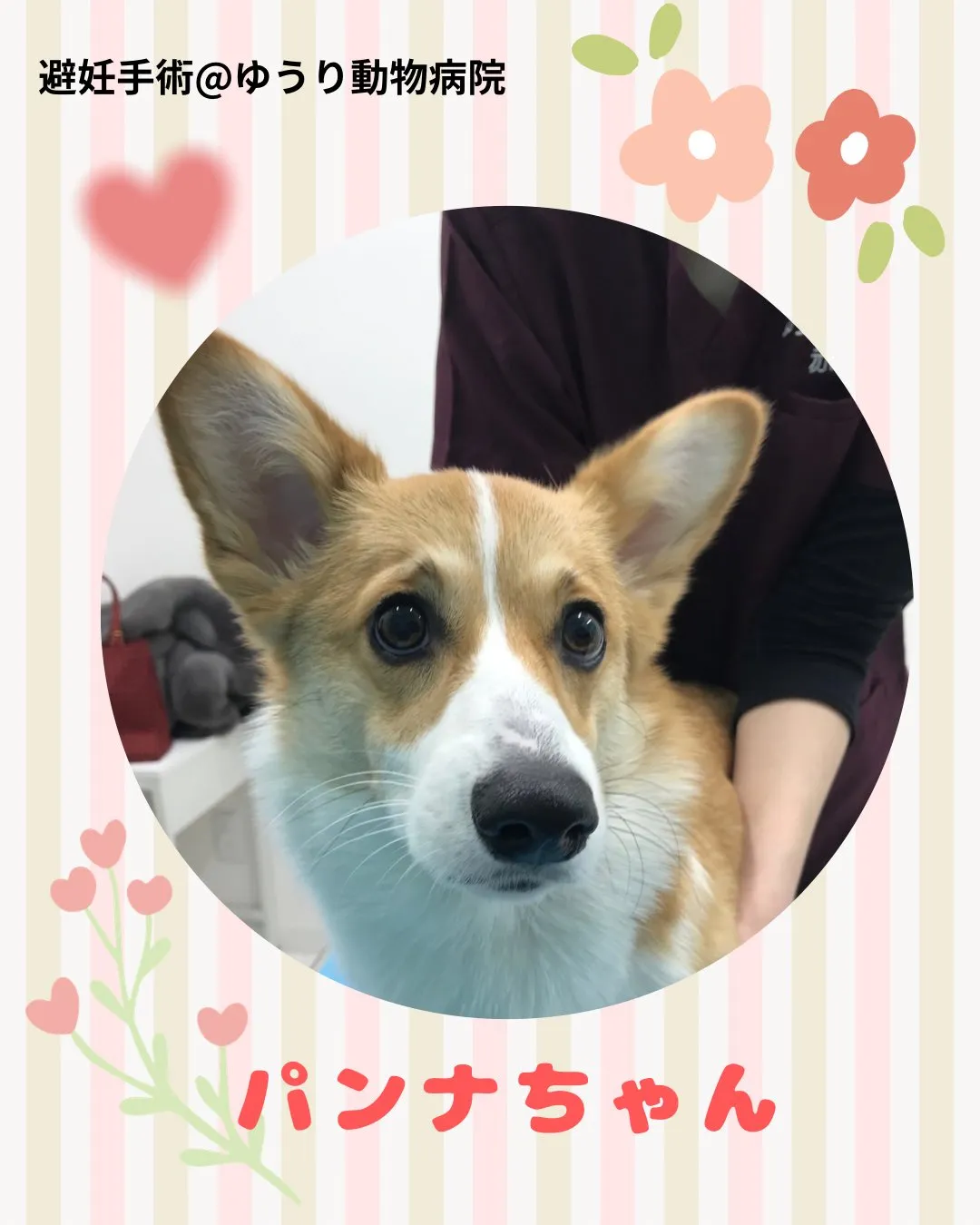 【避妊手術 犬ちゃん】