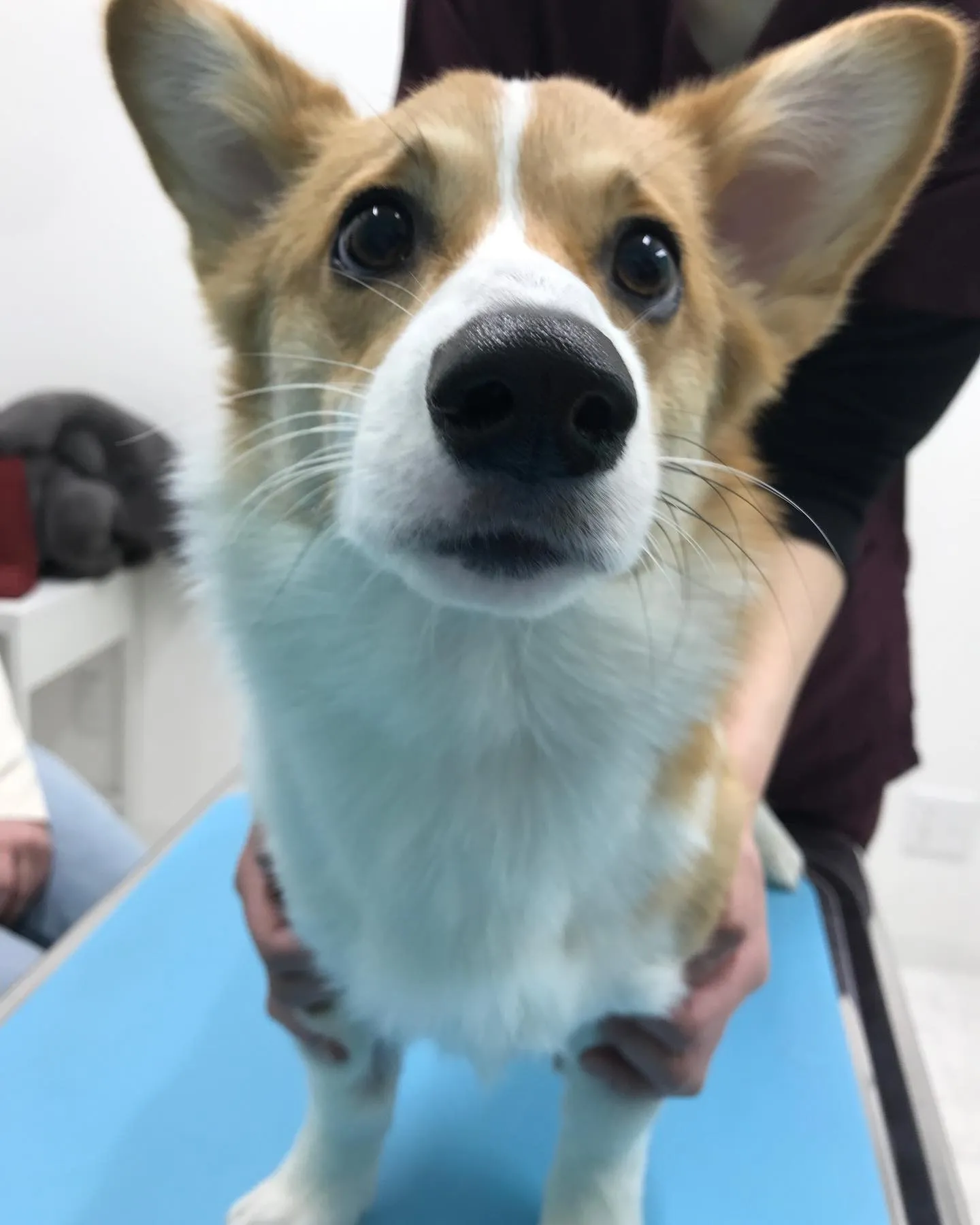 【避妊手術 犬ちゃん】