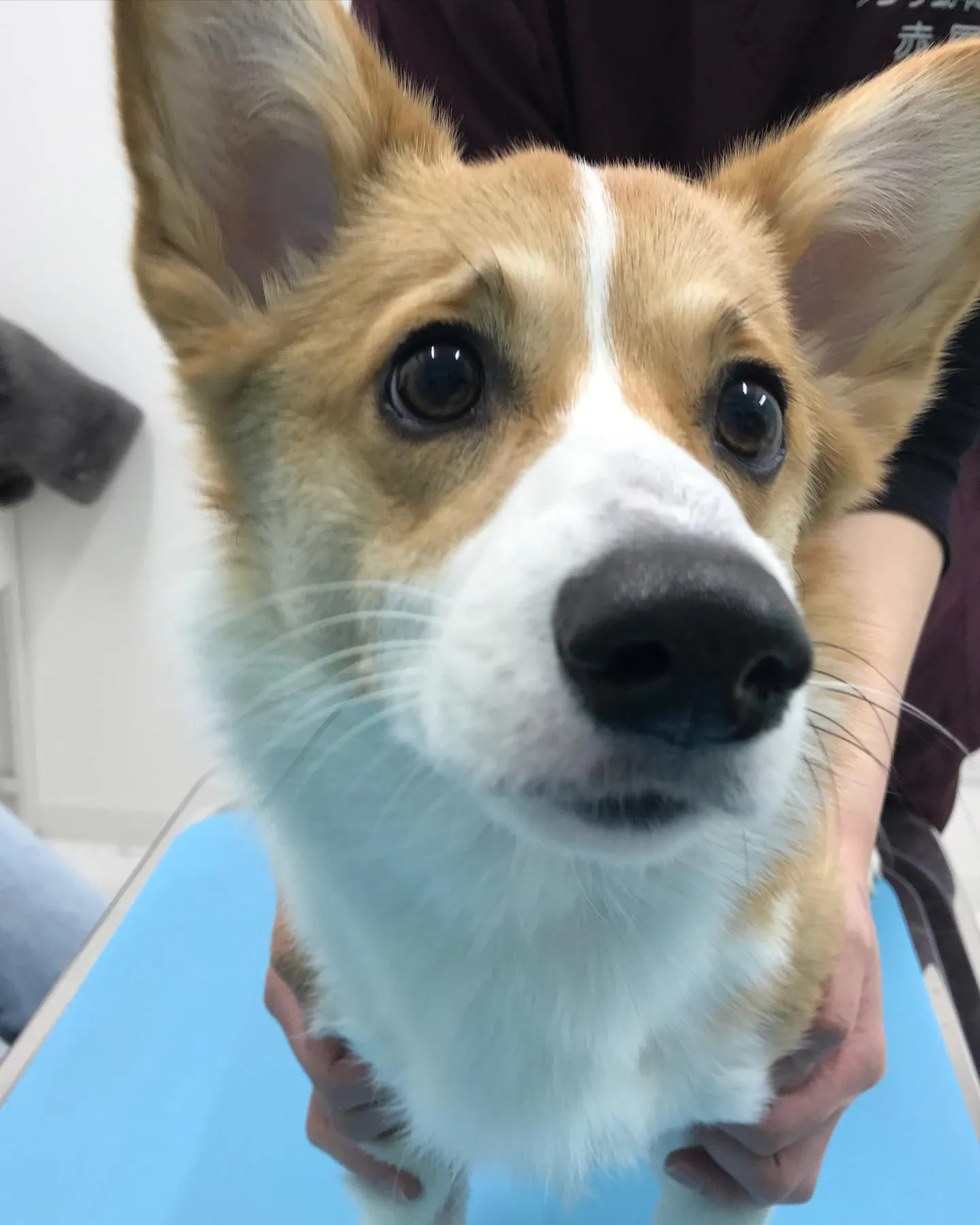 【避妊手術 犬ちゃん】