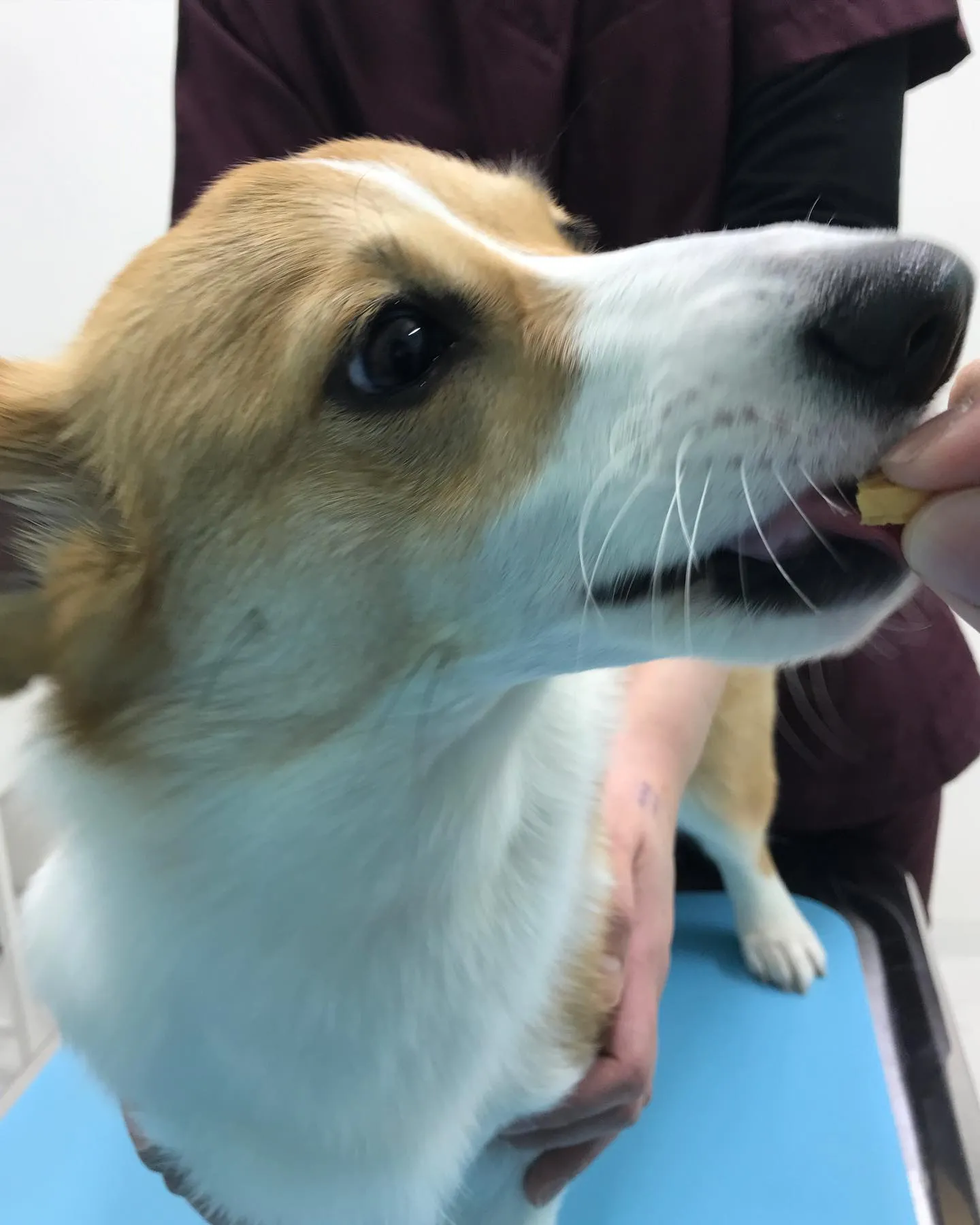 【避妊手術 犬ちゃん】