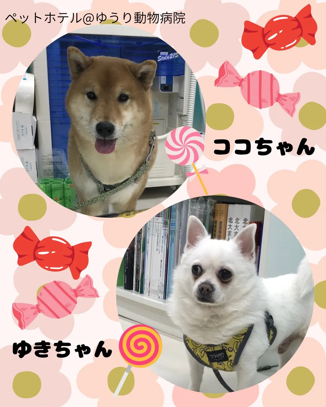 【ペットホテル 犬ちゃん】