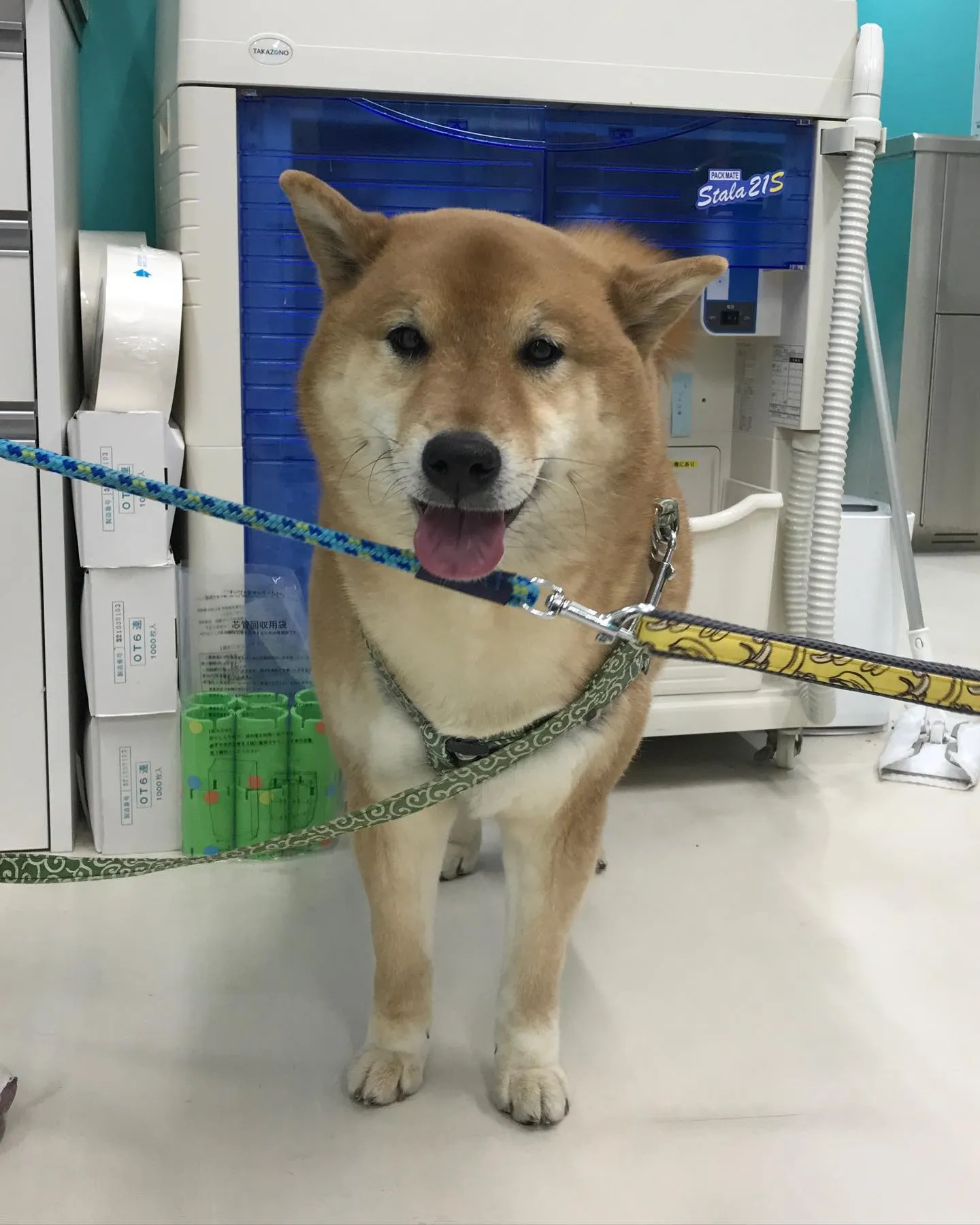 【ペットホテル 犬ちゃん】