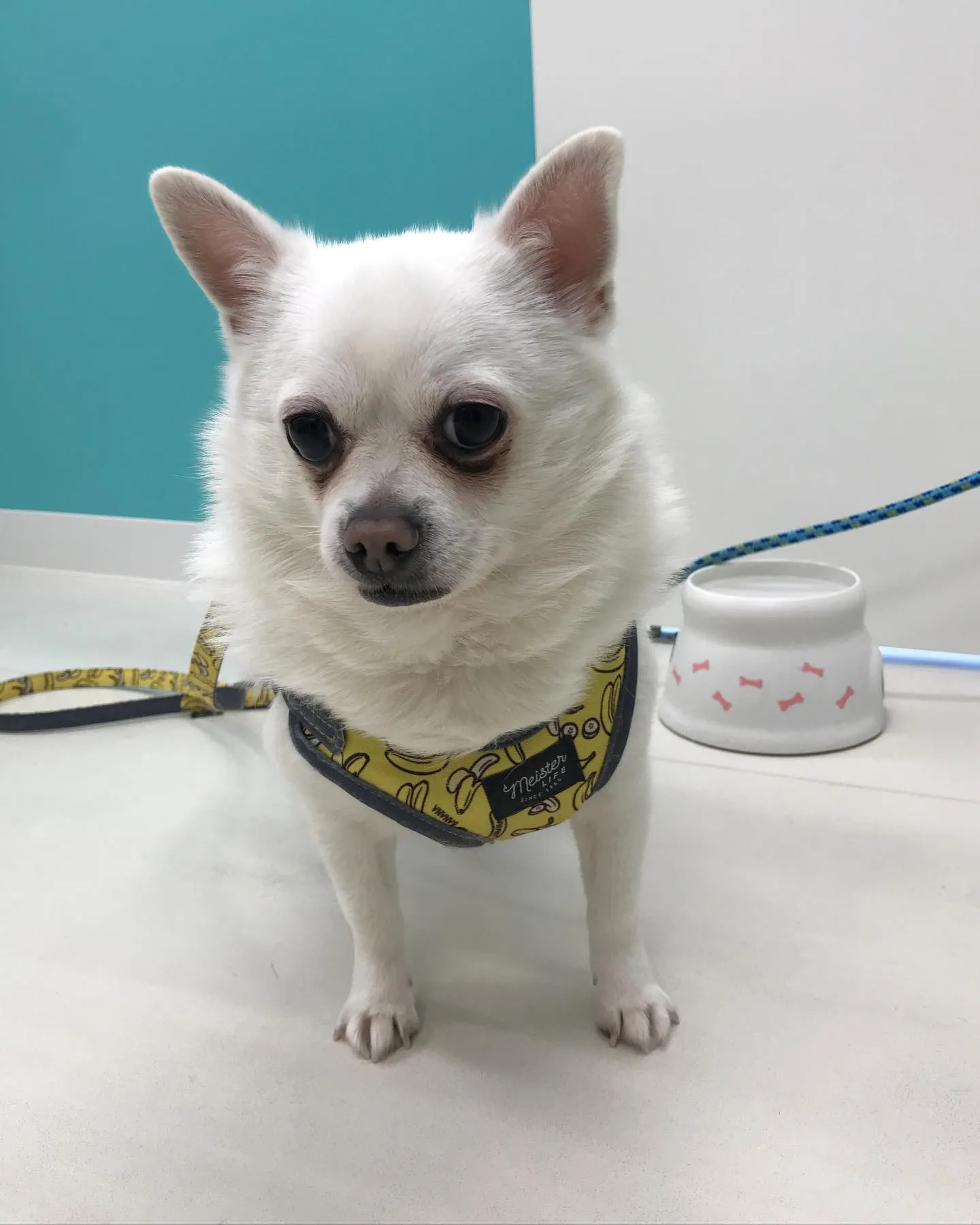 【ペットホテル 犬ちゃん】