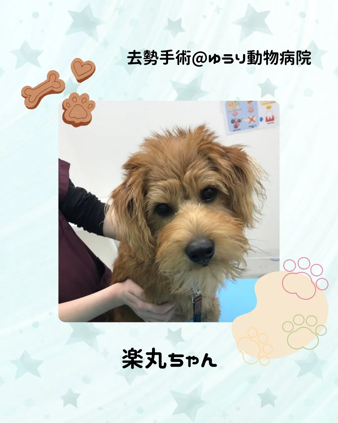 【去勢手術 犬ちゃん】