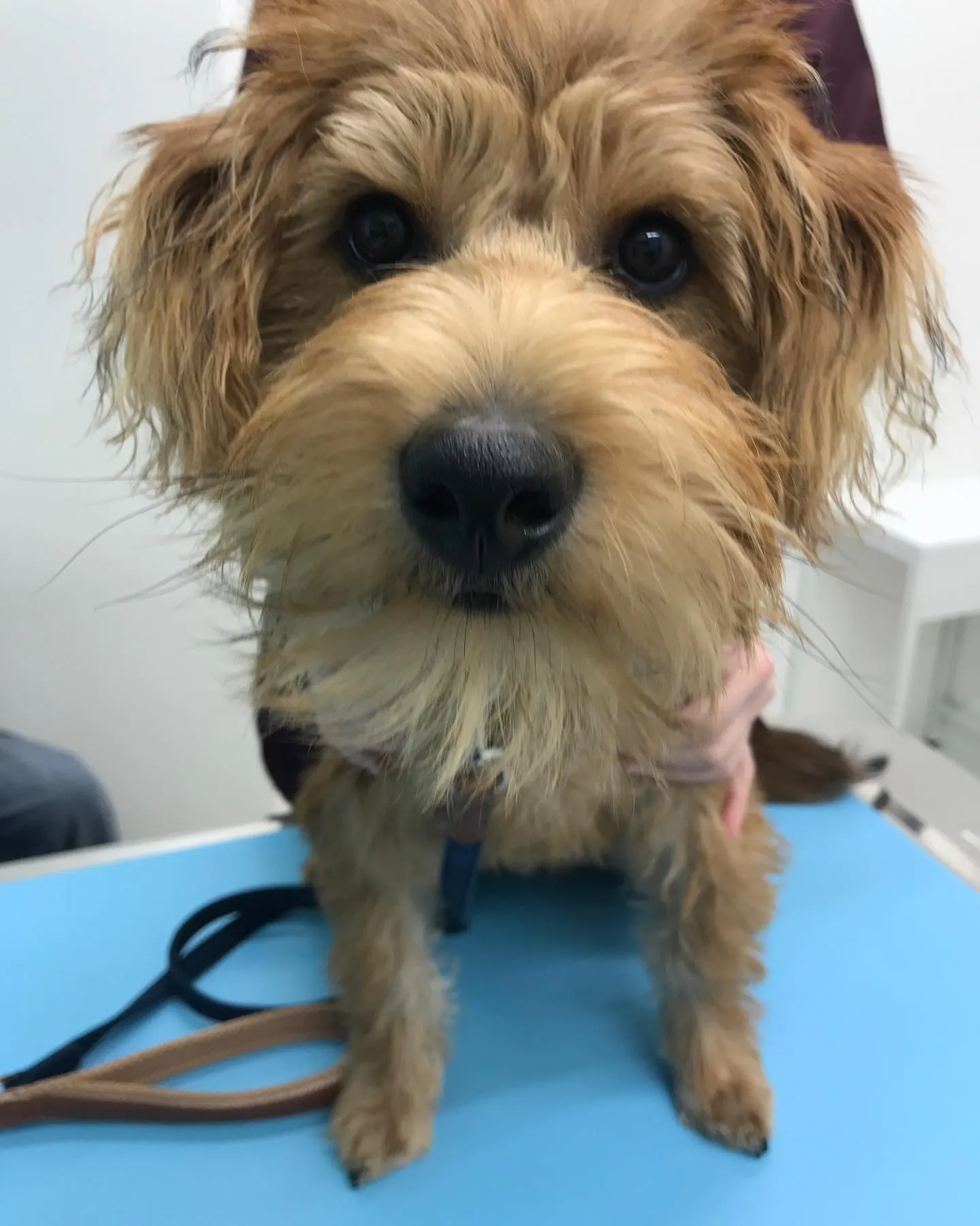 【去勢手術 犬ちゃん】