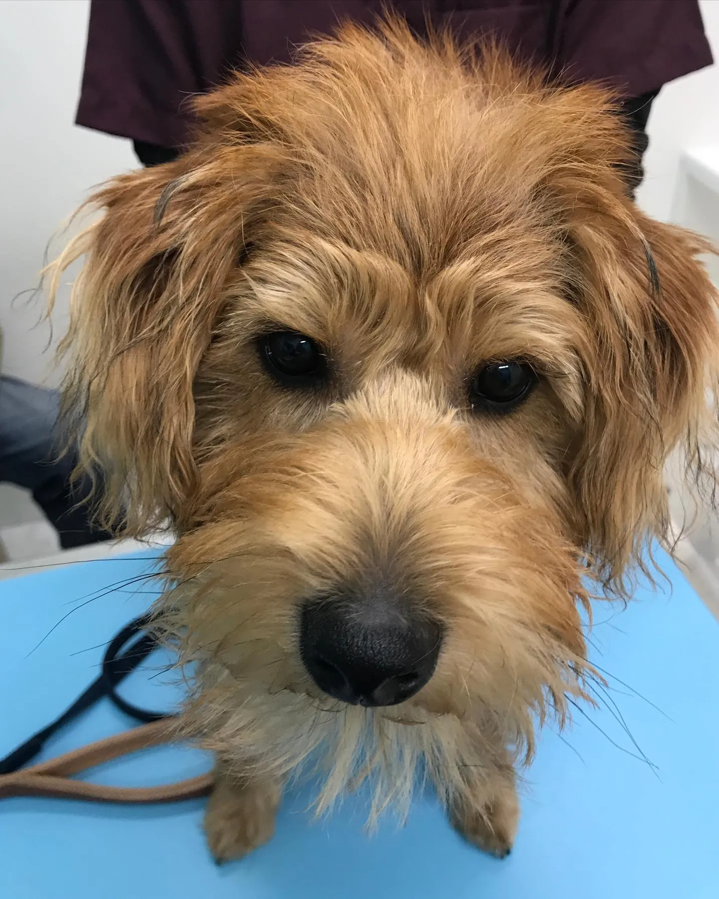 【去勢手術 犬ちゃん】