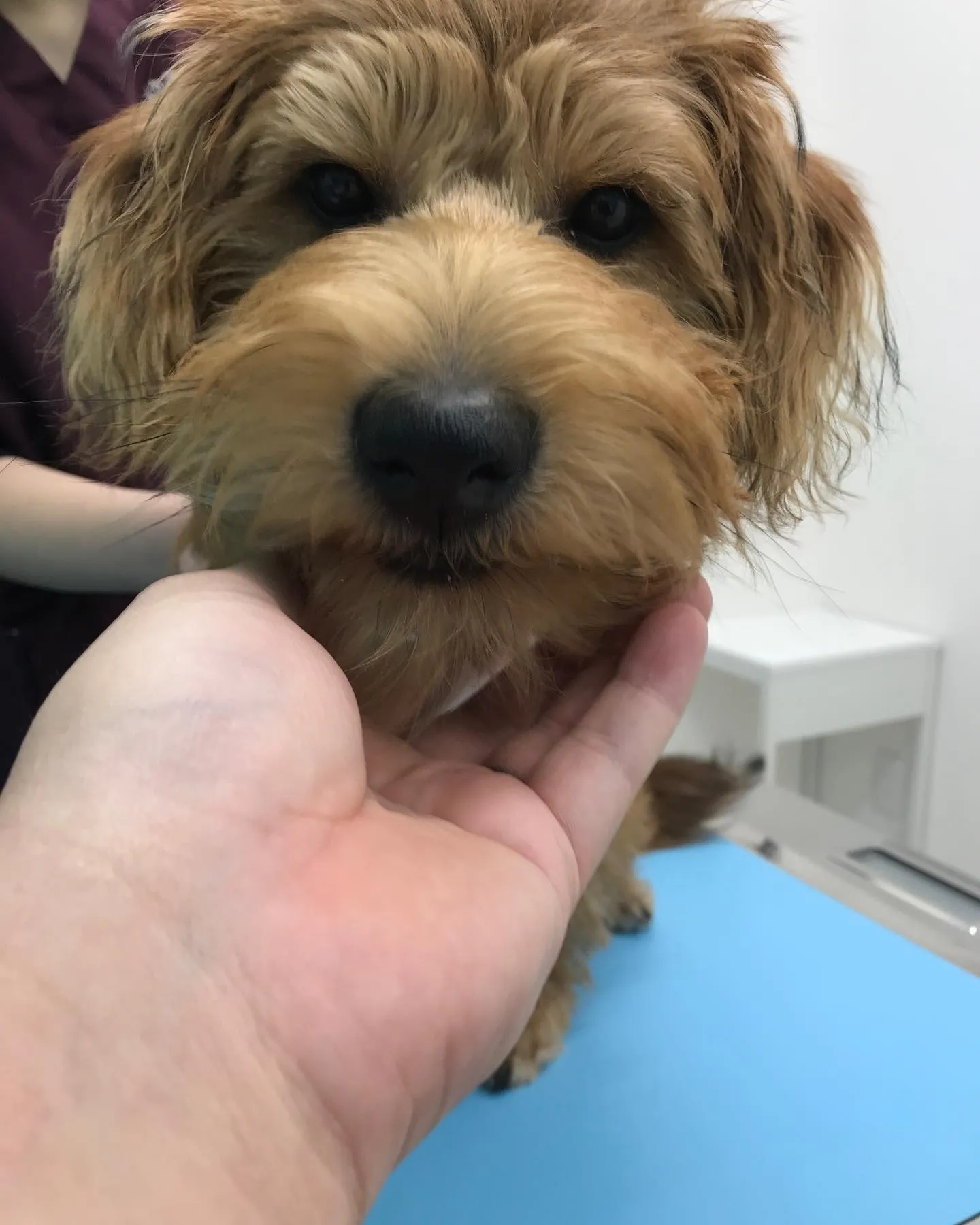 【去勢手術 犬ちゃん】