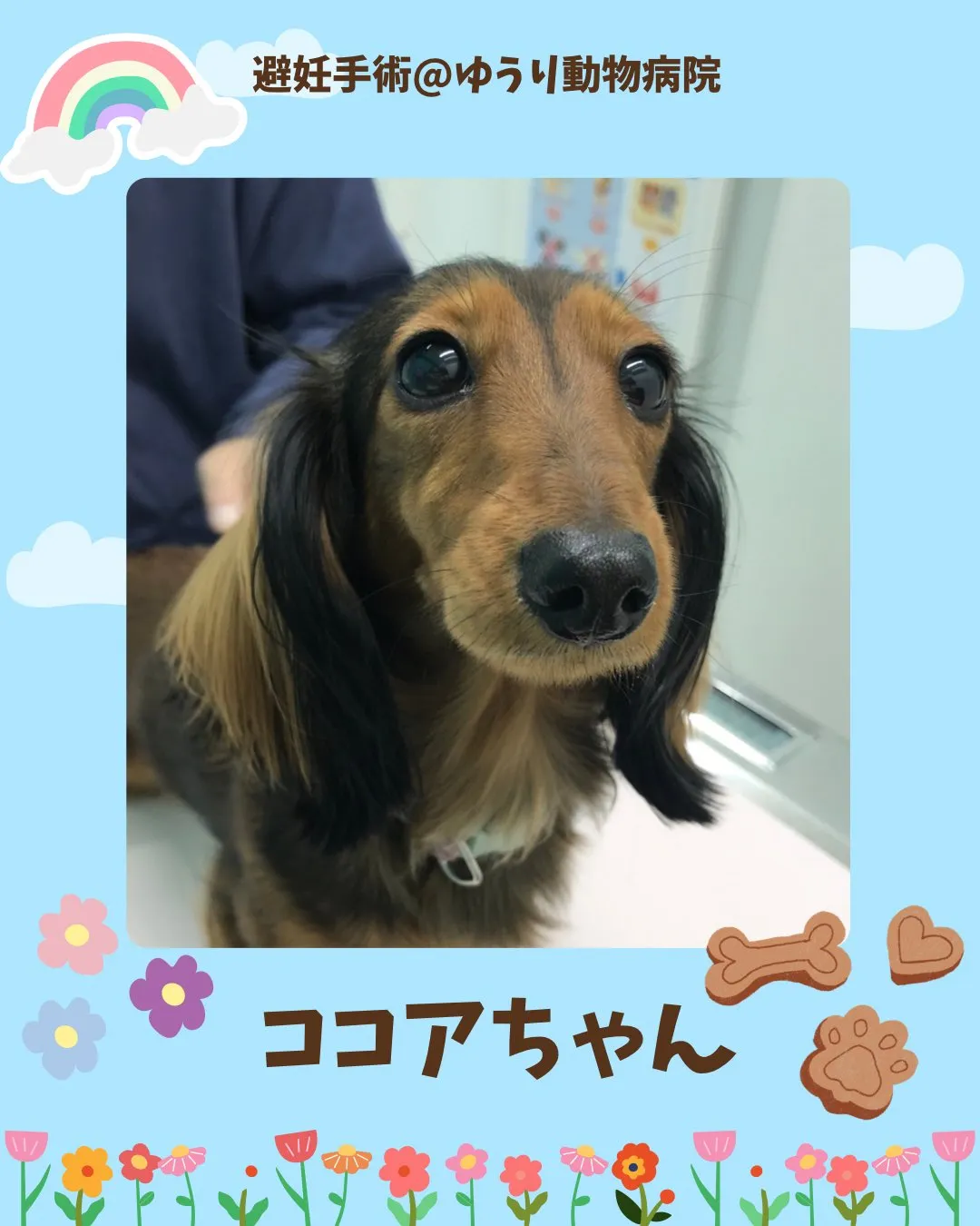 【避妊手術 犬ちゃん】
