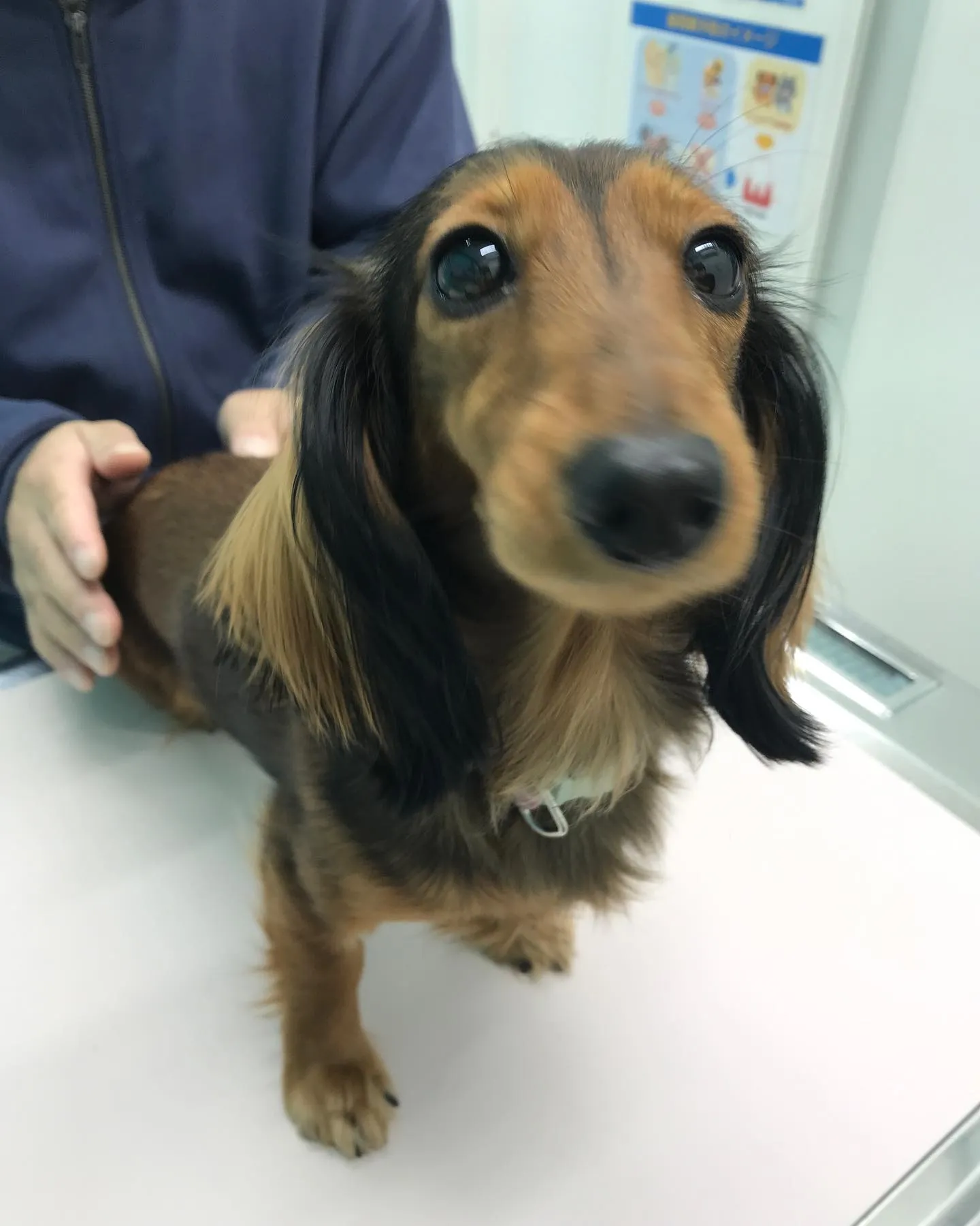 【避妊手術 犬ちゃん】