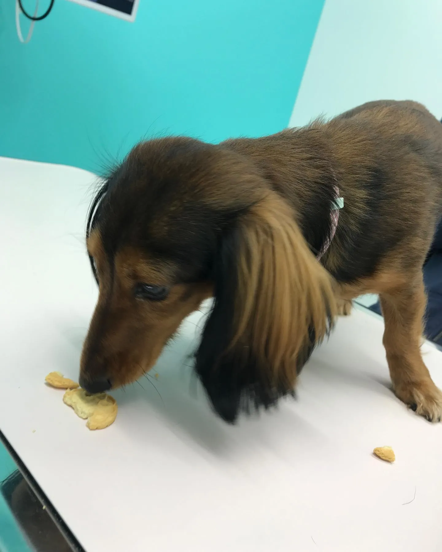 【避妊手術 犬ちゃん】