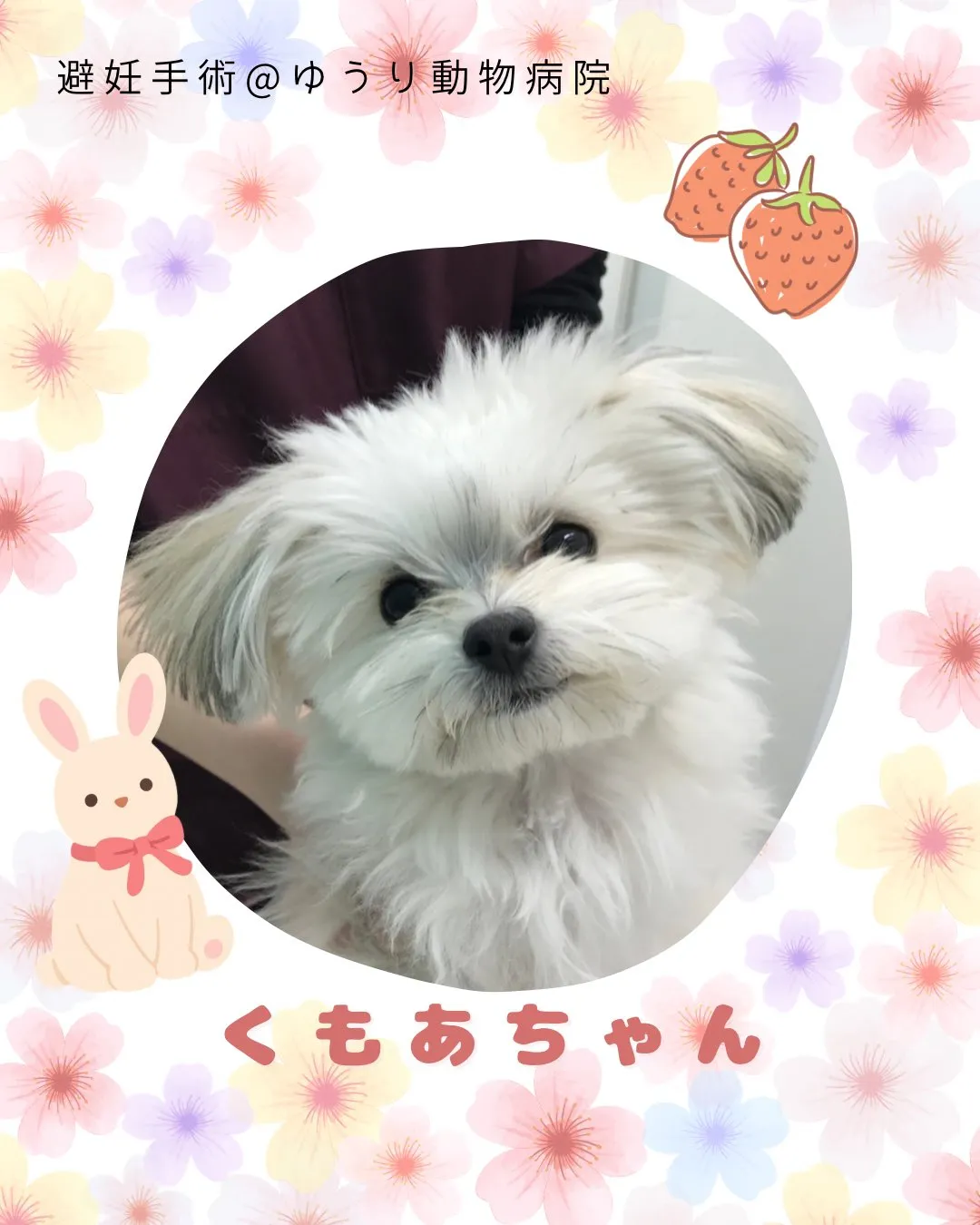 【避妊手術 犬ちゃん】