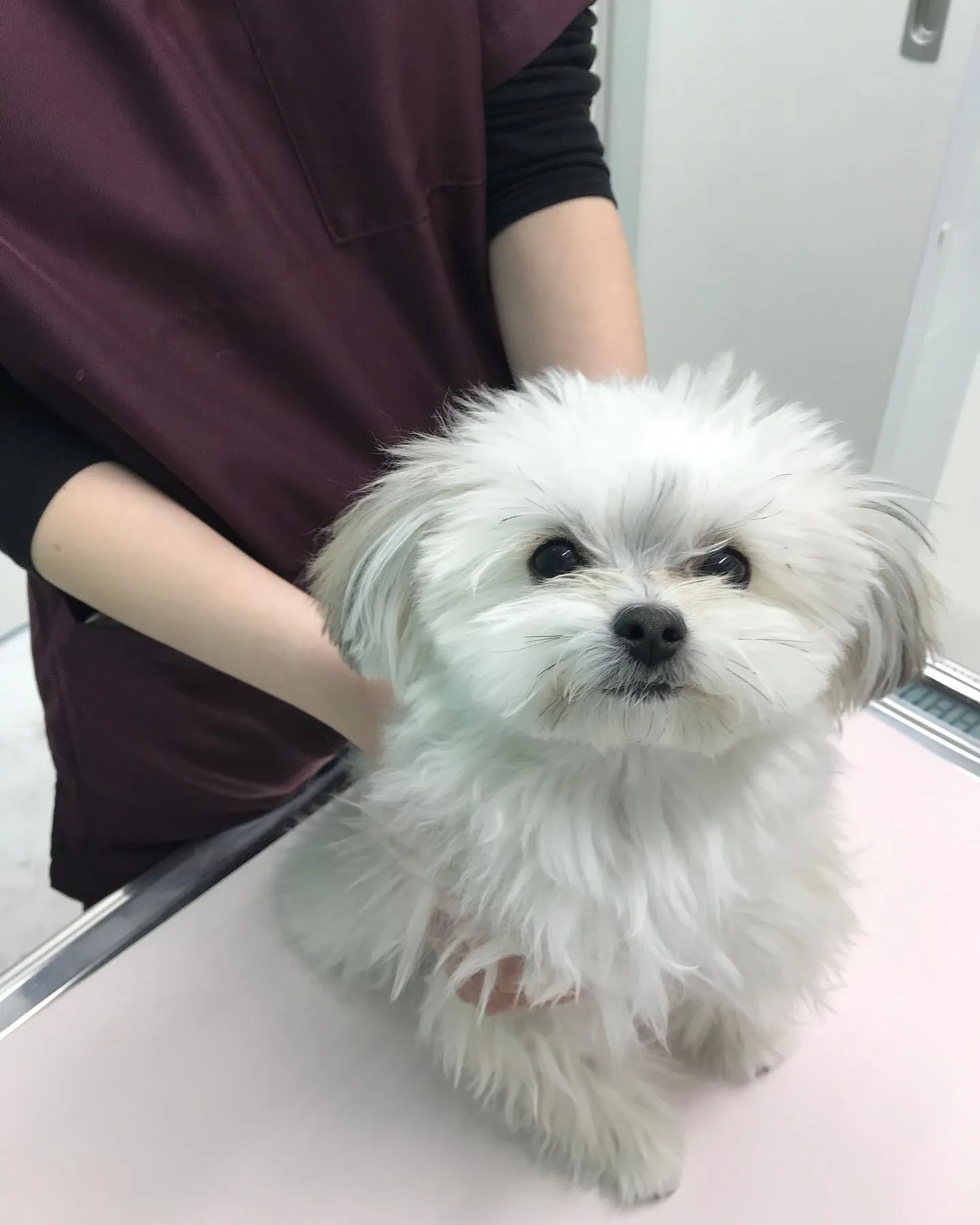 【避妊手術 犬ちゃん】