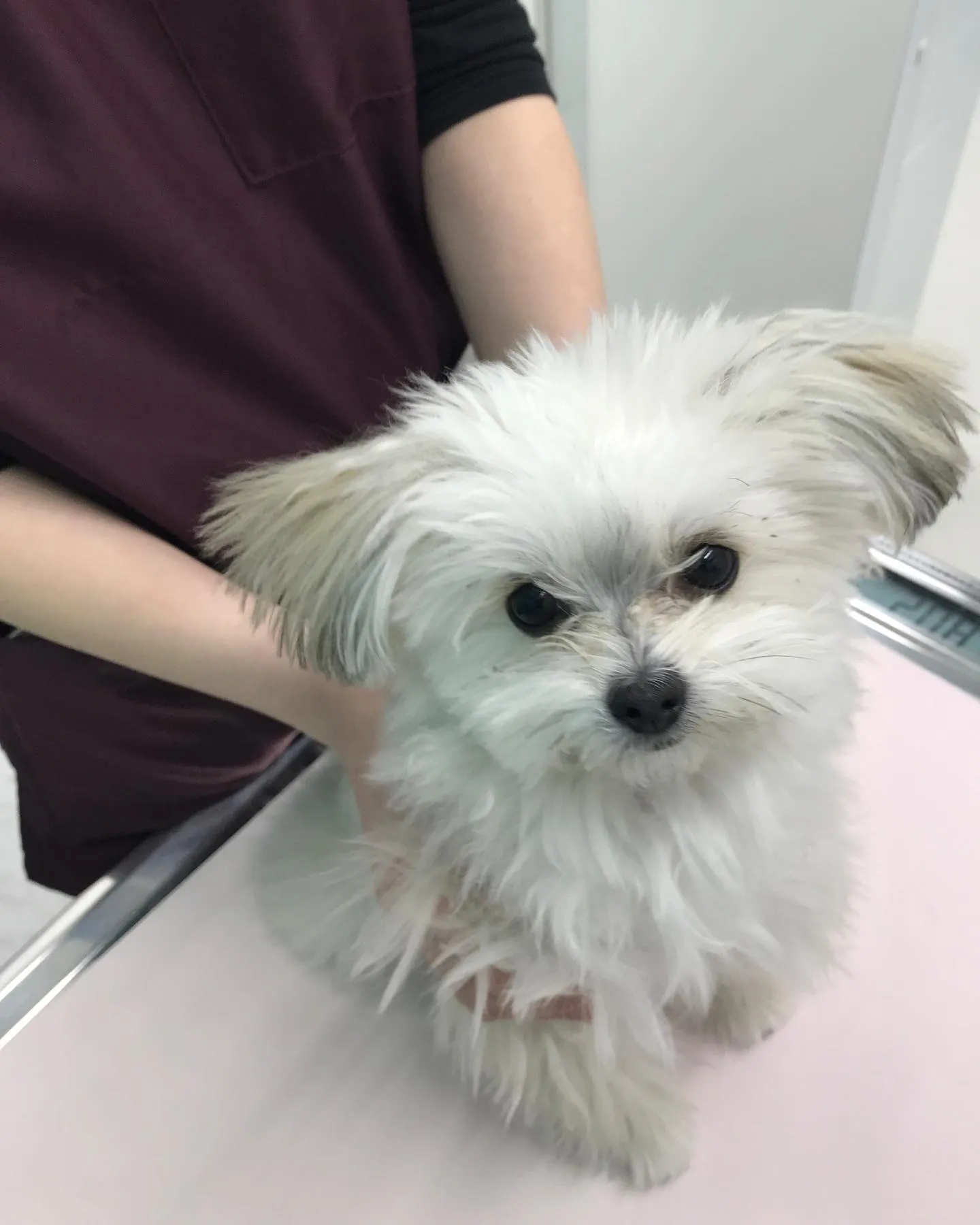 【避妊手術 犬ちゃん】