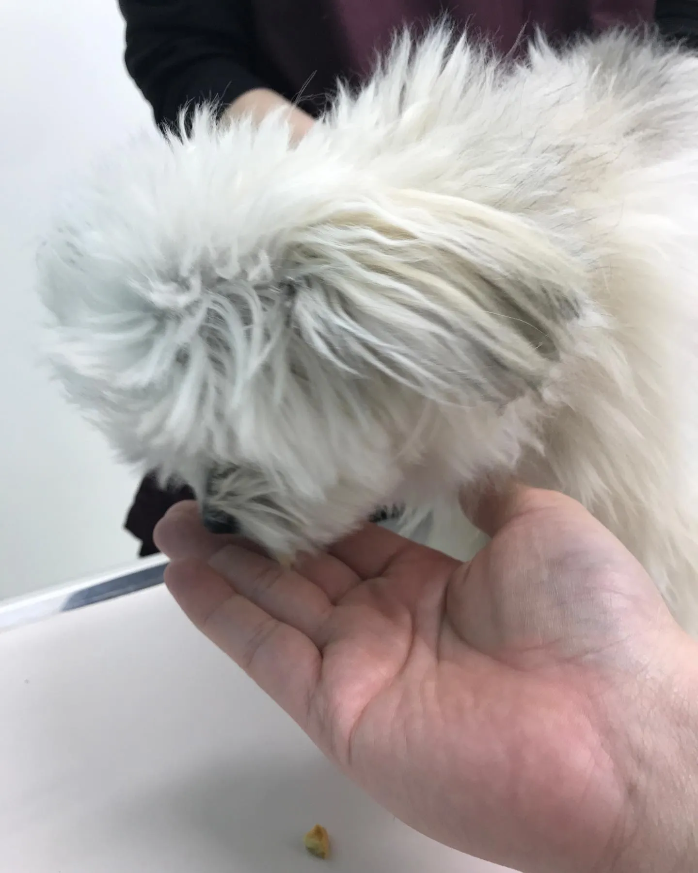 【避妊手術 犬ちゃん】