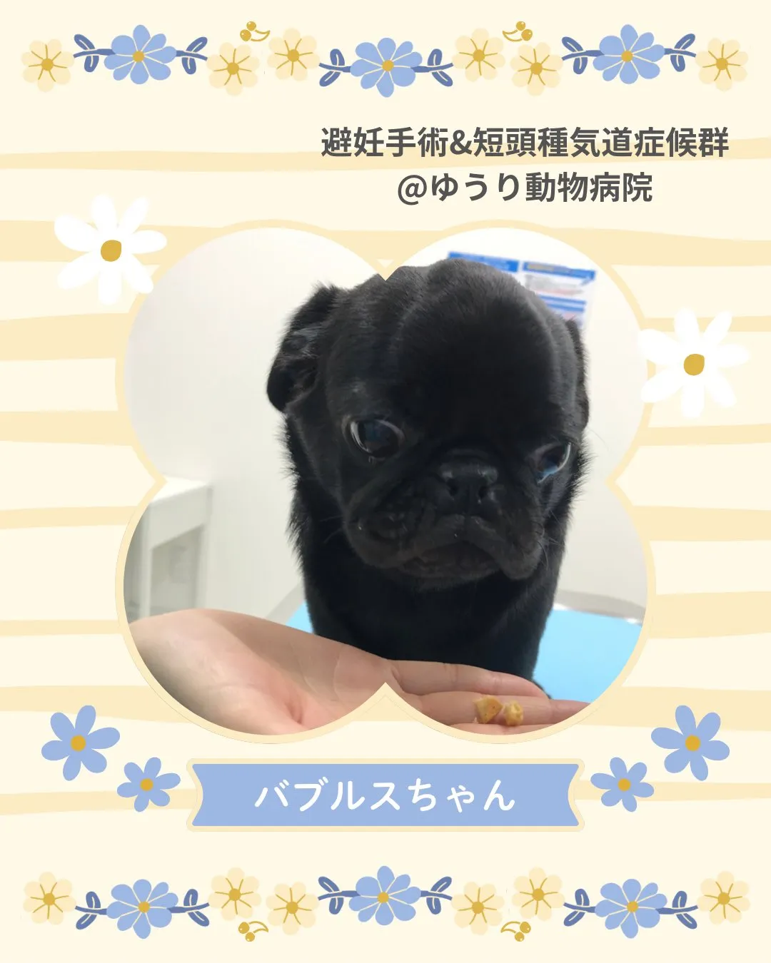 【避妊手術&短頭種気道症候群】