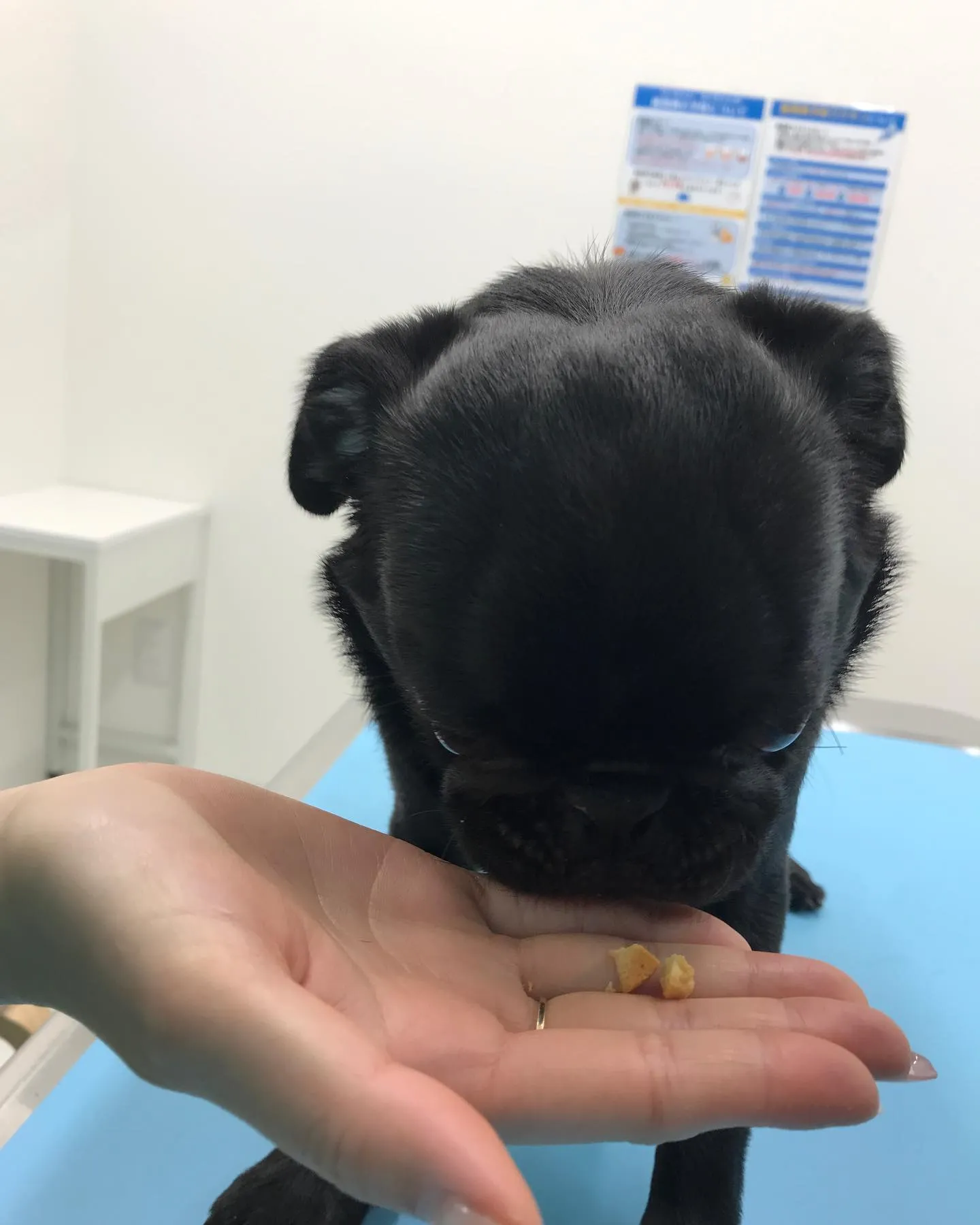 【避妊手術&短頭種気道症候群】