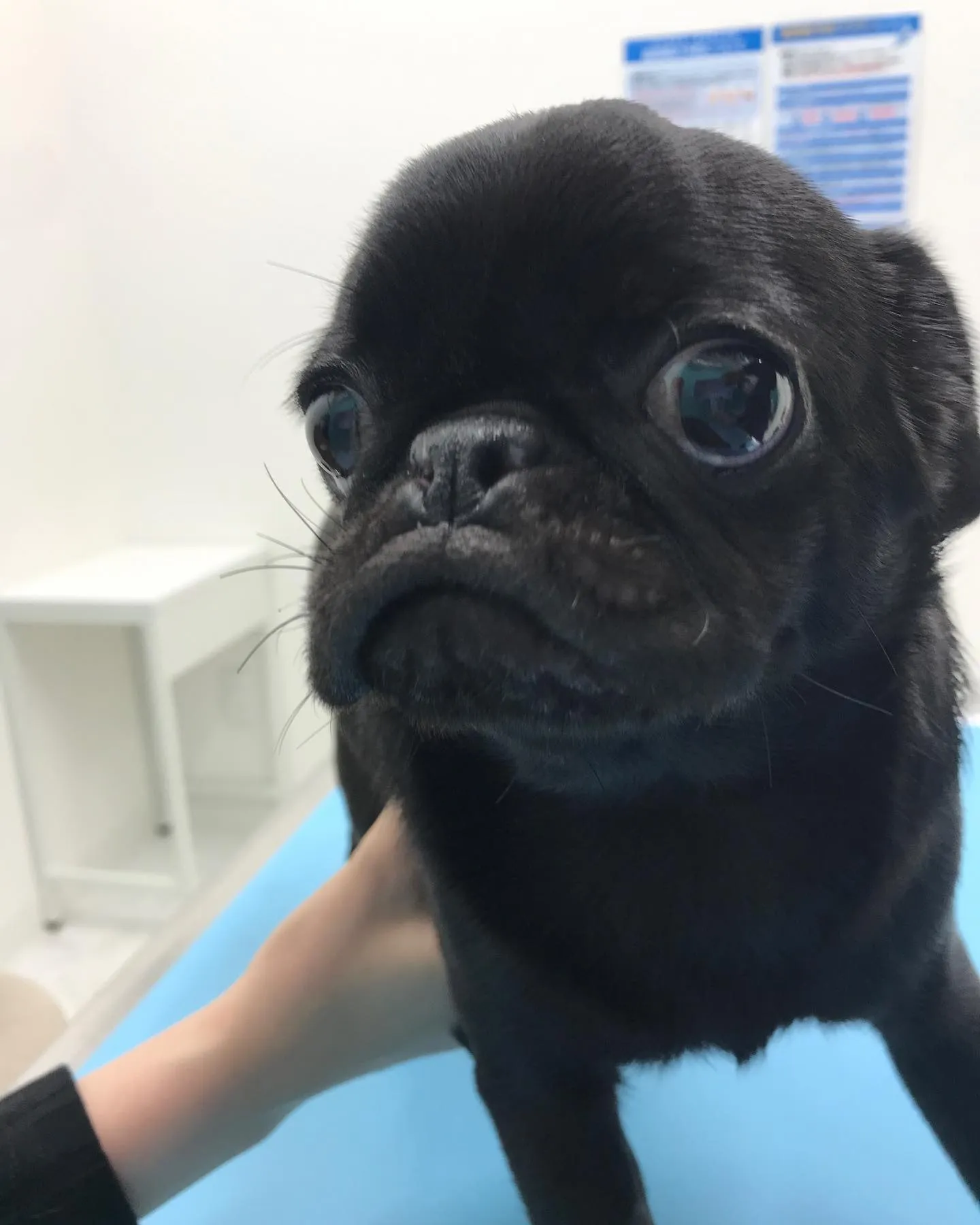 【避妊手術&短頭種気道症候群】