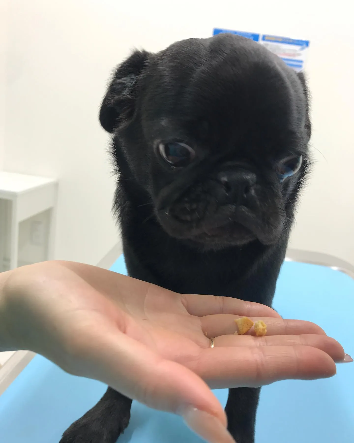 【避妊手術&短頭種気道症候群】