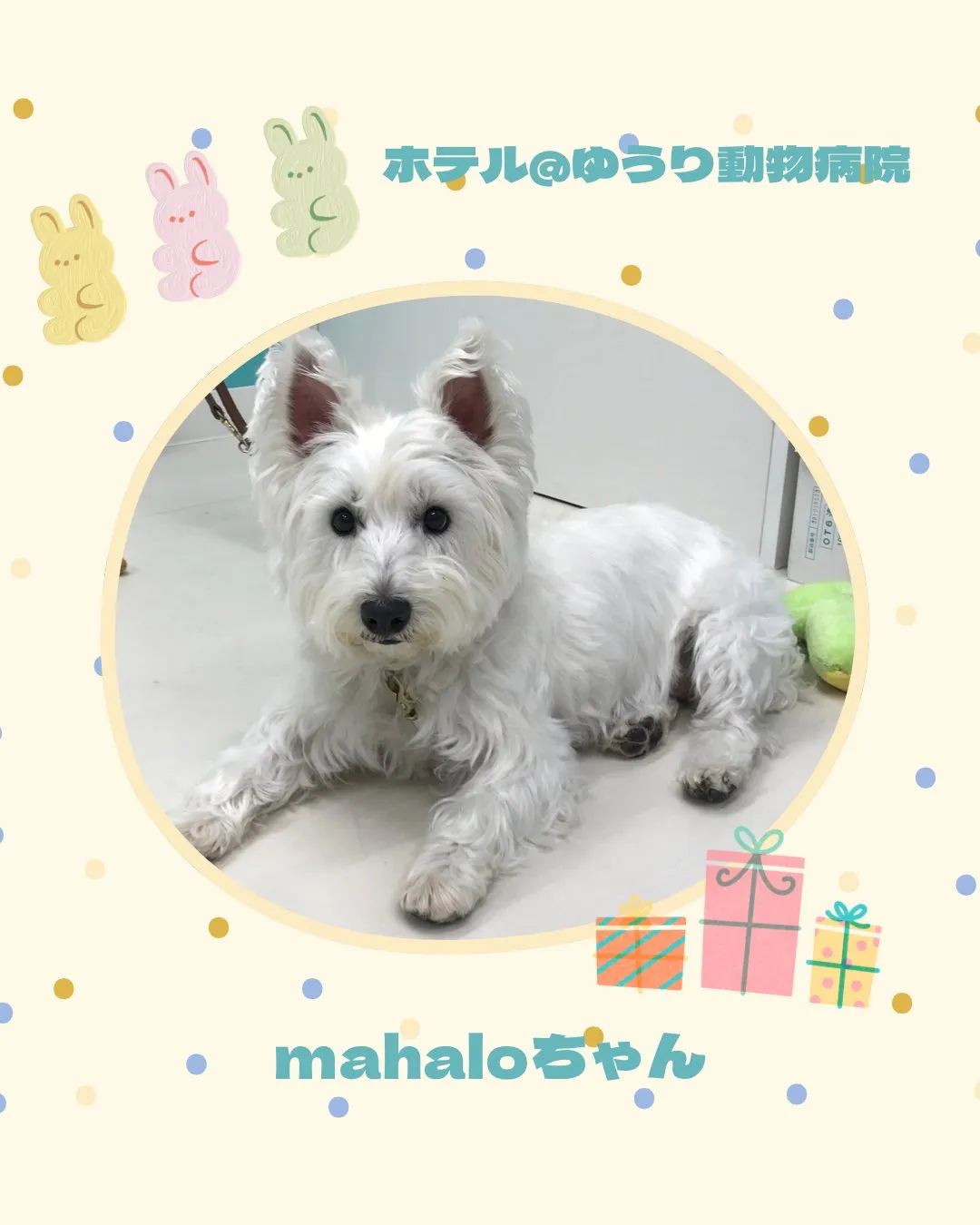 【ペットホテル　犬ちゃん】