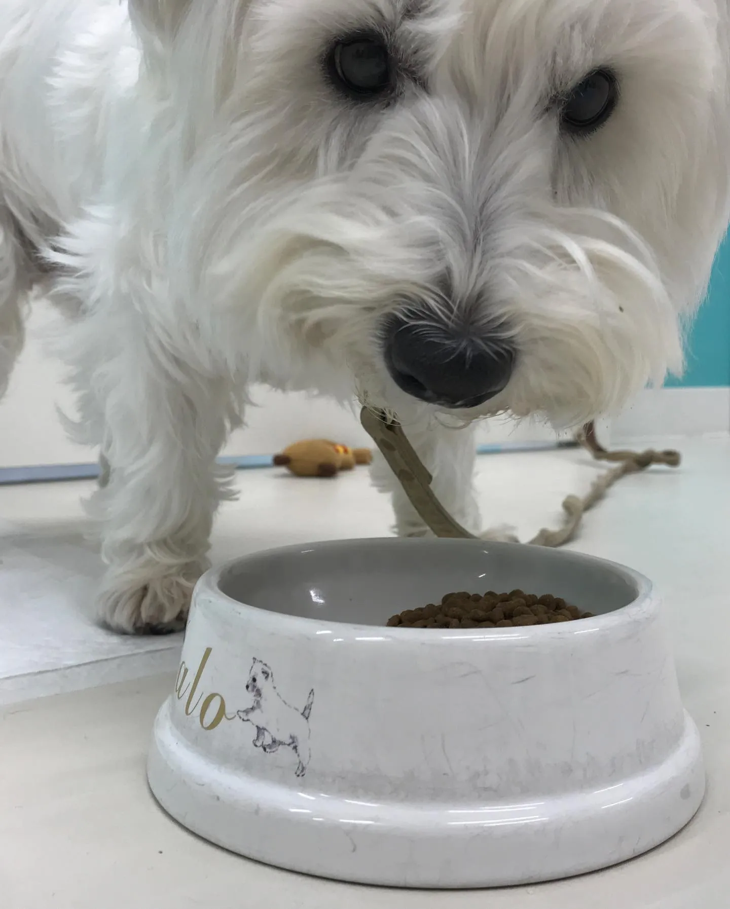 【ペットホテル　犬ちゃん】