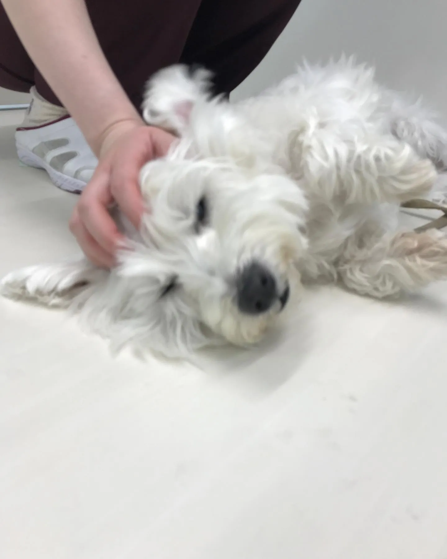 【ペットホテル　犬ちゃん】