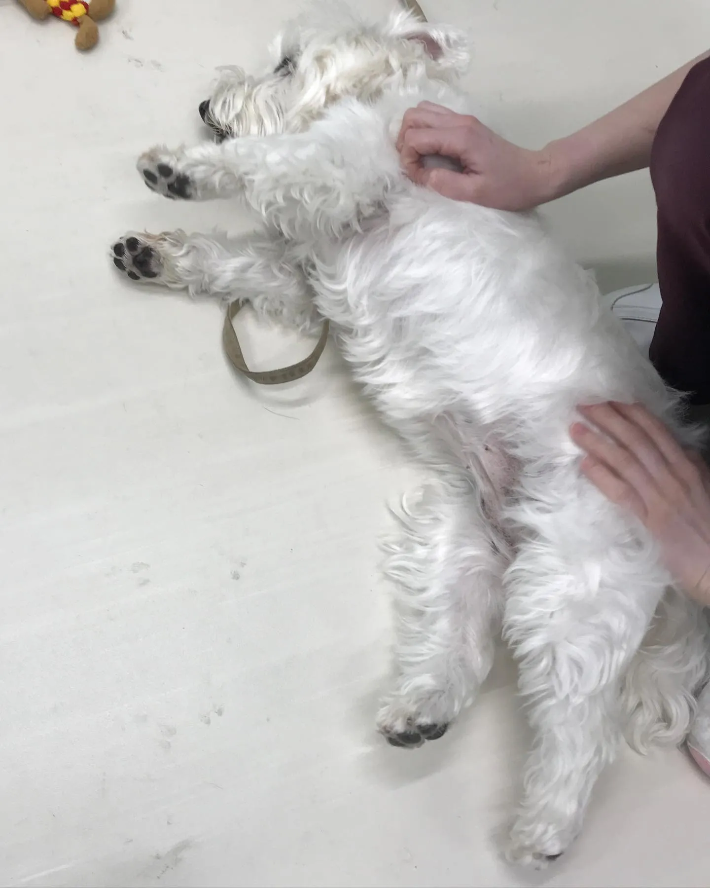 【ペットホテル　犬ちゃん】