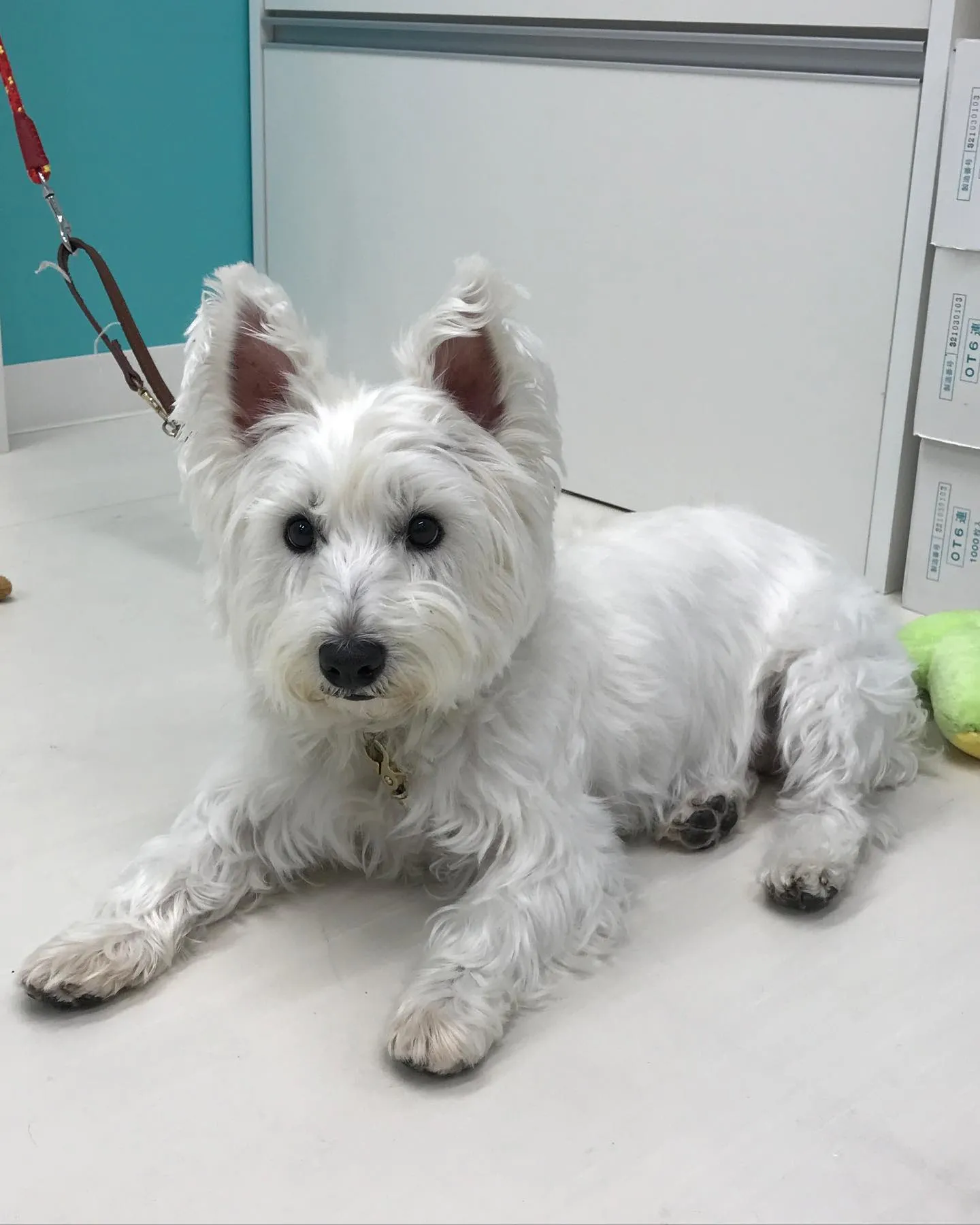 【ペットホテル　犬ちゃん】