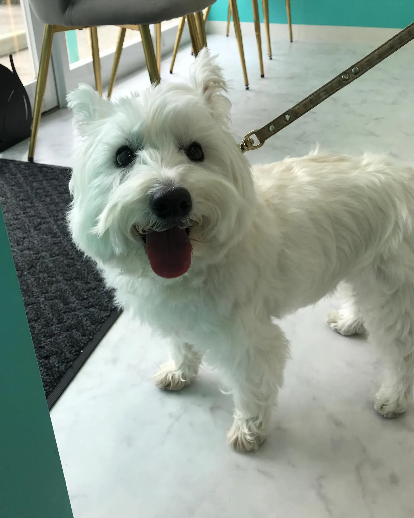 【ペットホテル　犬ちゃん】