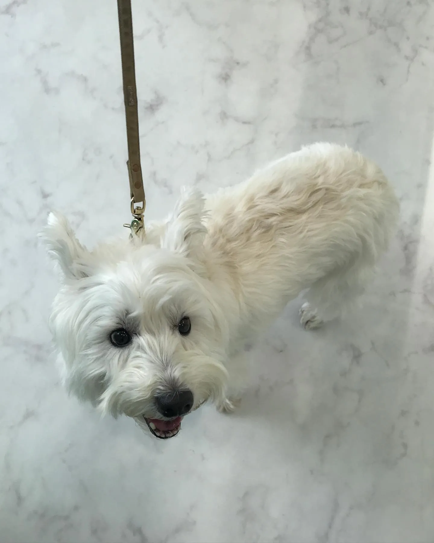 【ペットホテル　犬ちゃん】