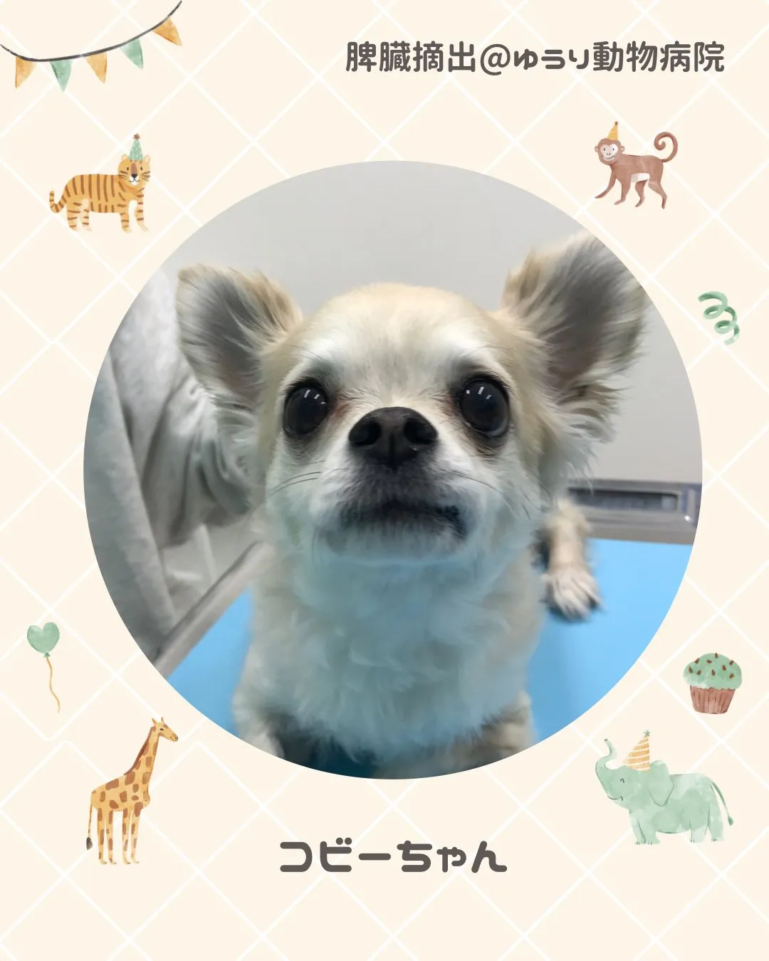 【脾臓摘出術　犬ちゃん】