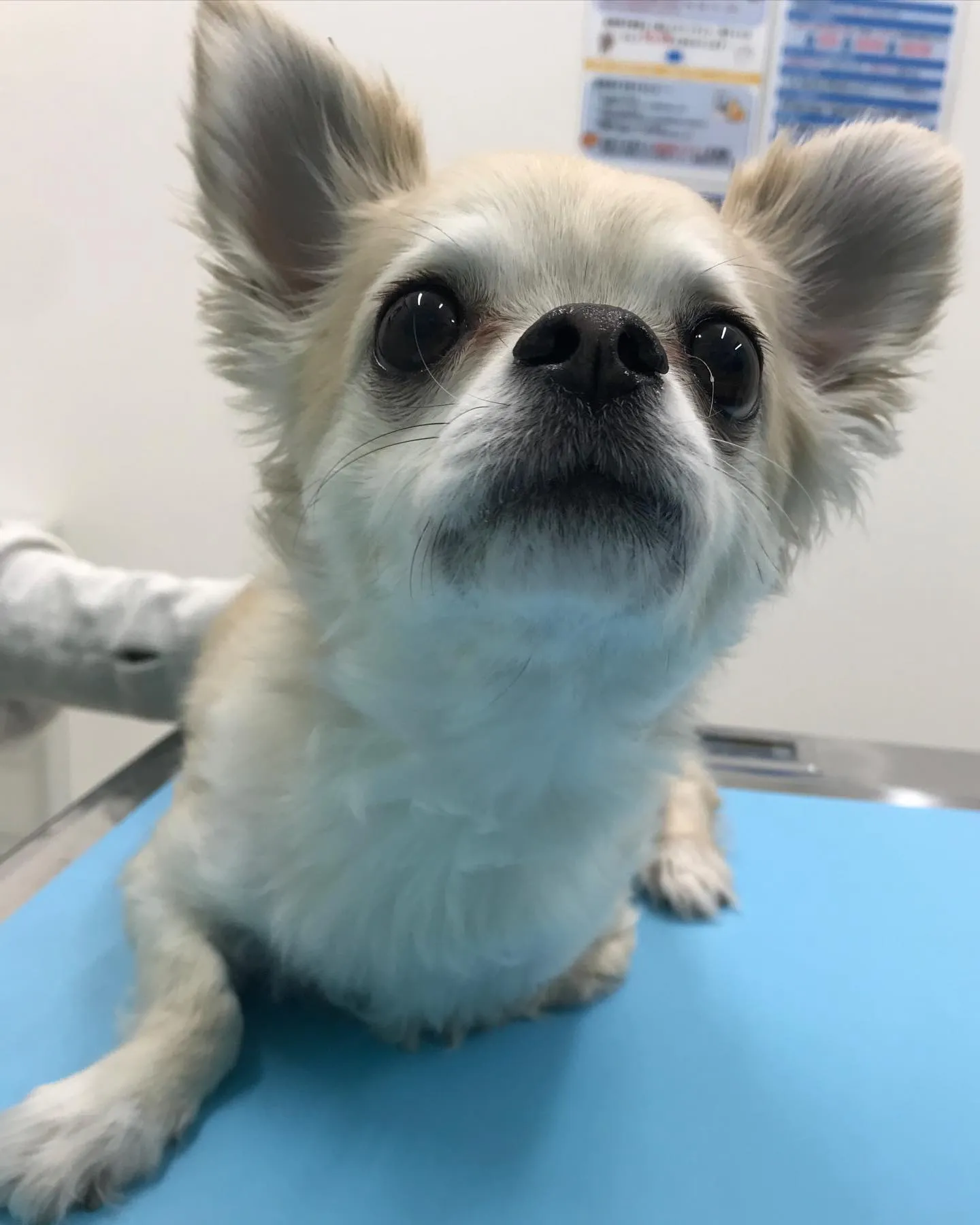 【脾臓摘出術　犬ちゃん】