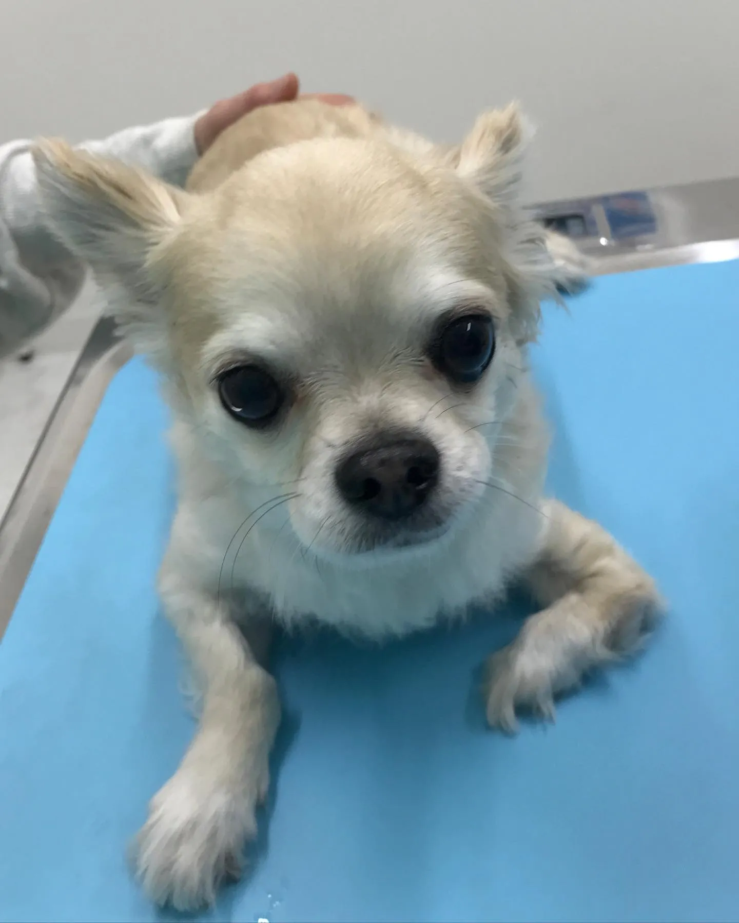 【脾臓摘出術　犬ちゃん】