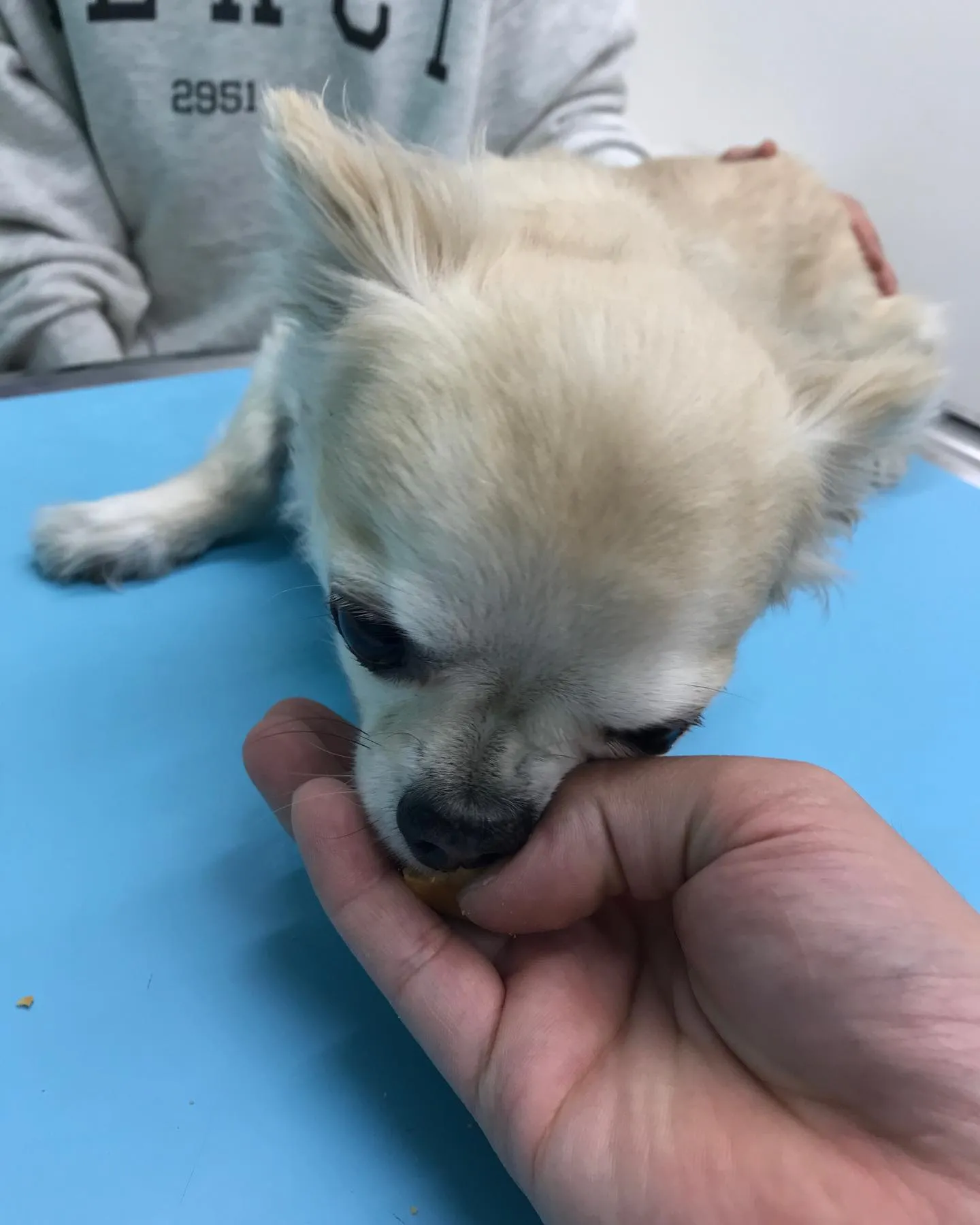 【脾臓摘出術　犬ちゃん】