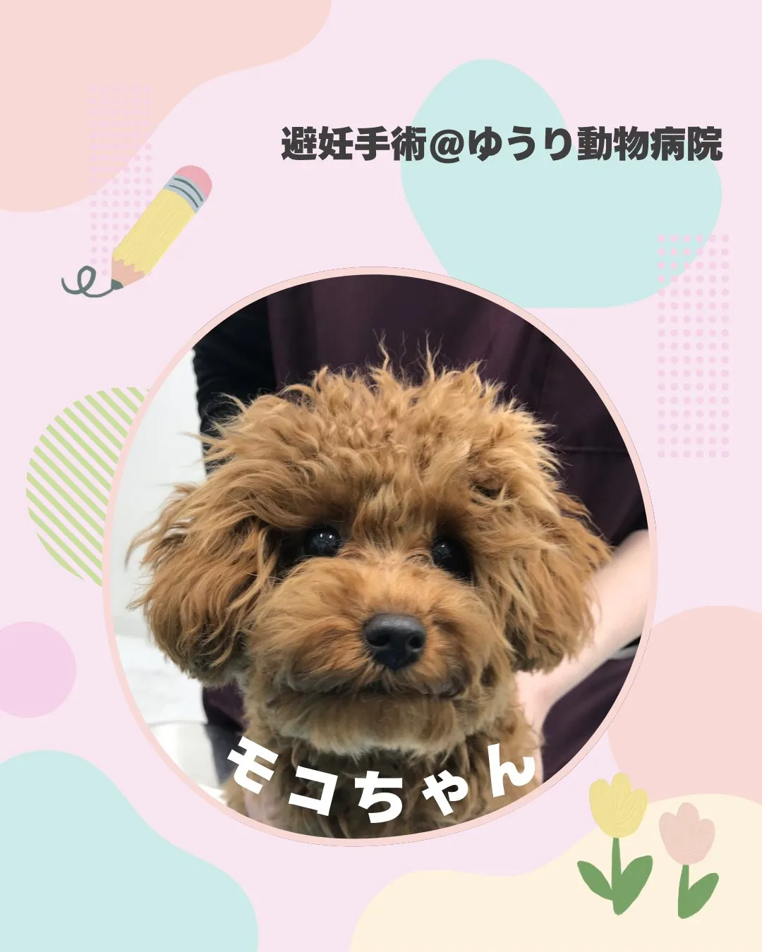 【避妊手術　犬ちゃん】