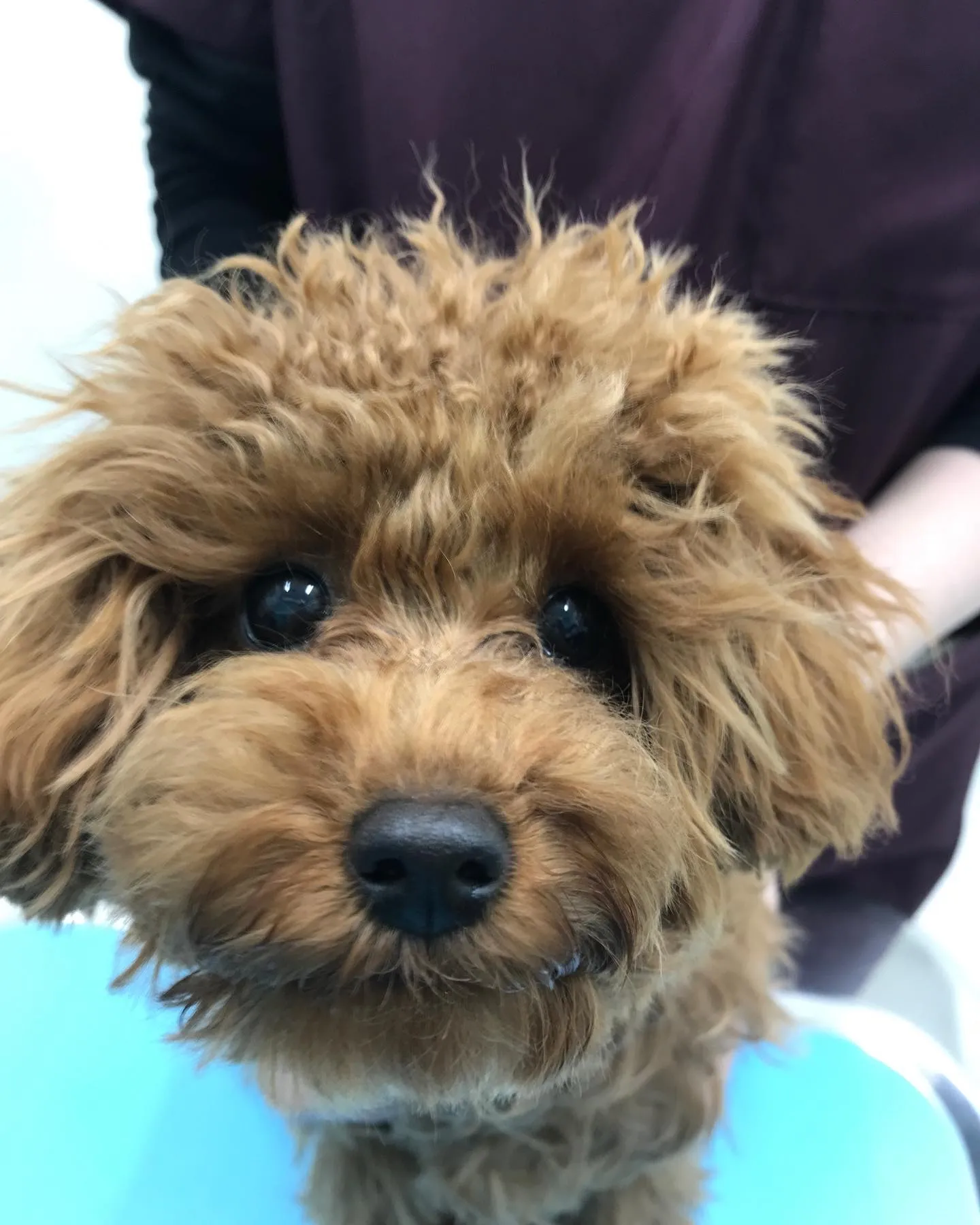 【避妊手術　犬ちゃん】