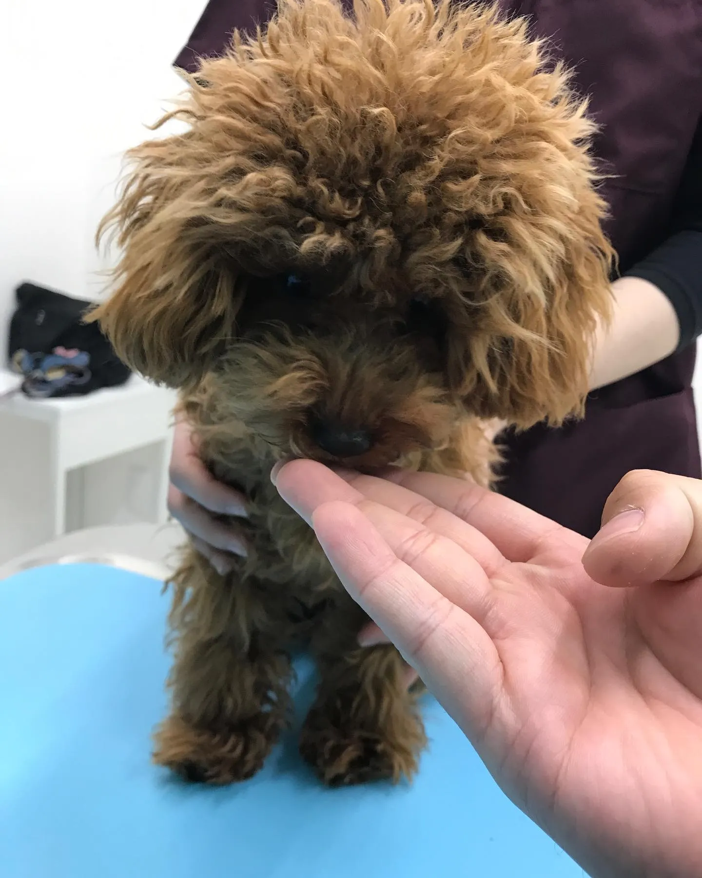 【避妊手術　犬ちゃん】