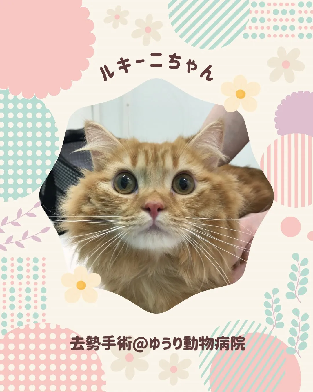 【去勢手術　猫ちゃん】
