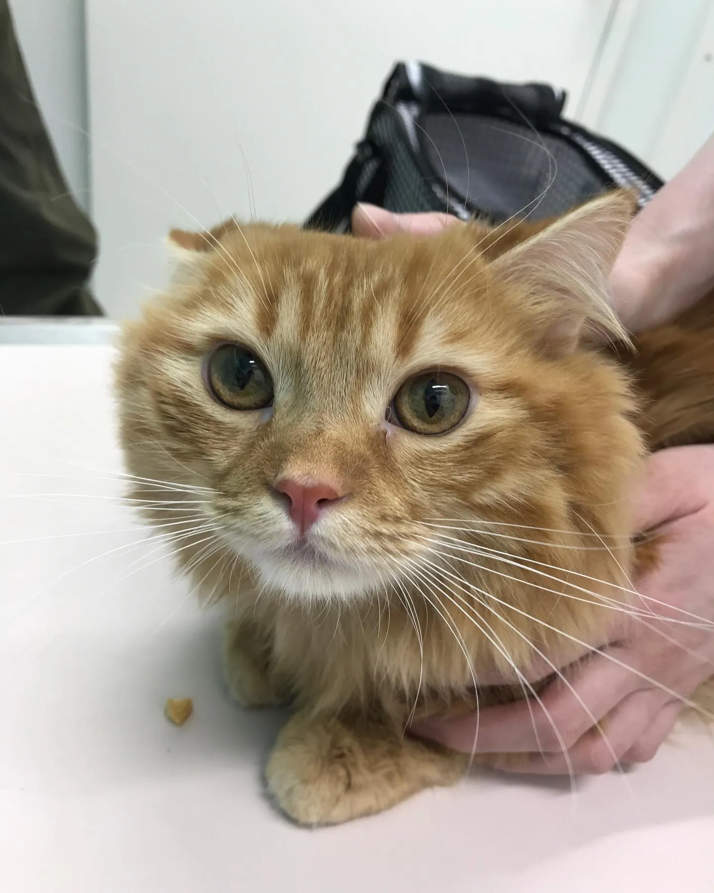 【去勢手術　猫ちゃん】