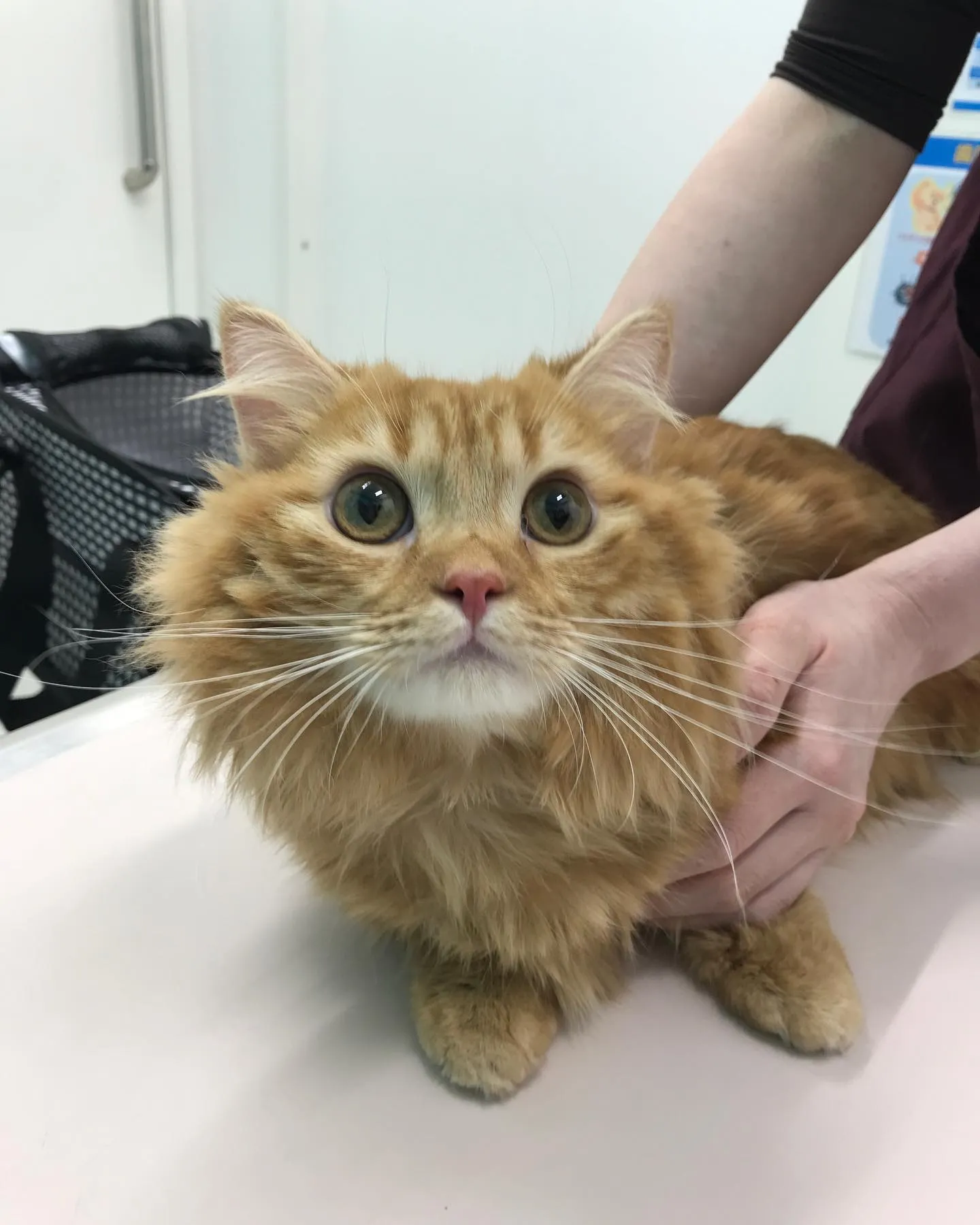 【去勢手術　猫ちゃん】