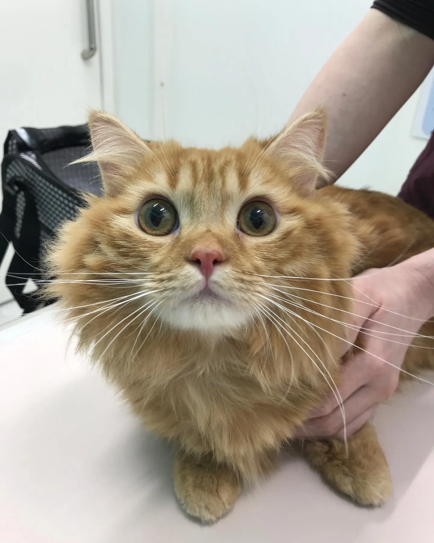 【去勢手術　猫ちゃん】