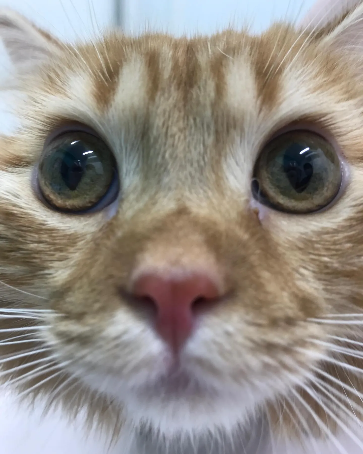 【去勢手術　猫ちゃん】