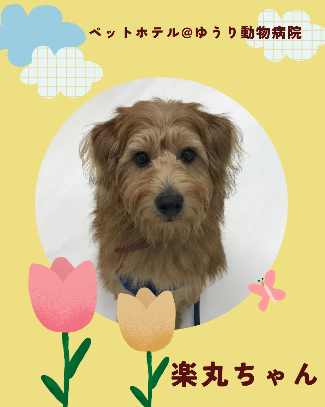 【ペットホテル　犬ちゃん】