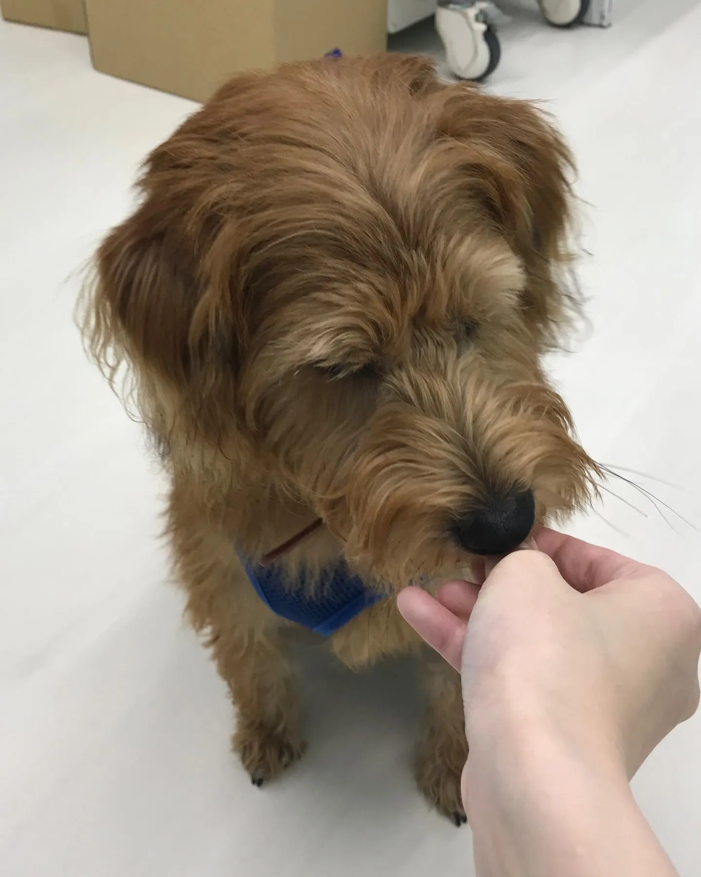 【ペットホテル　犬ちゃん】