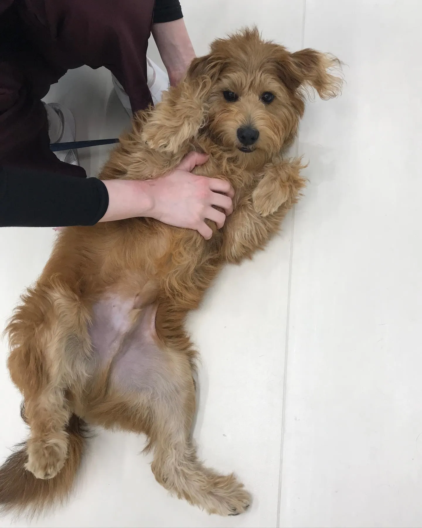 【ペットホテル　犬ちゃん】