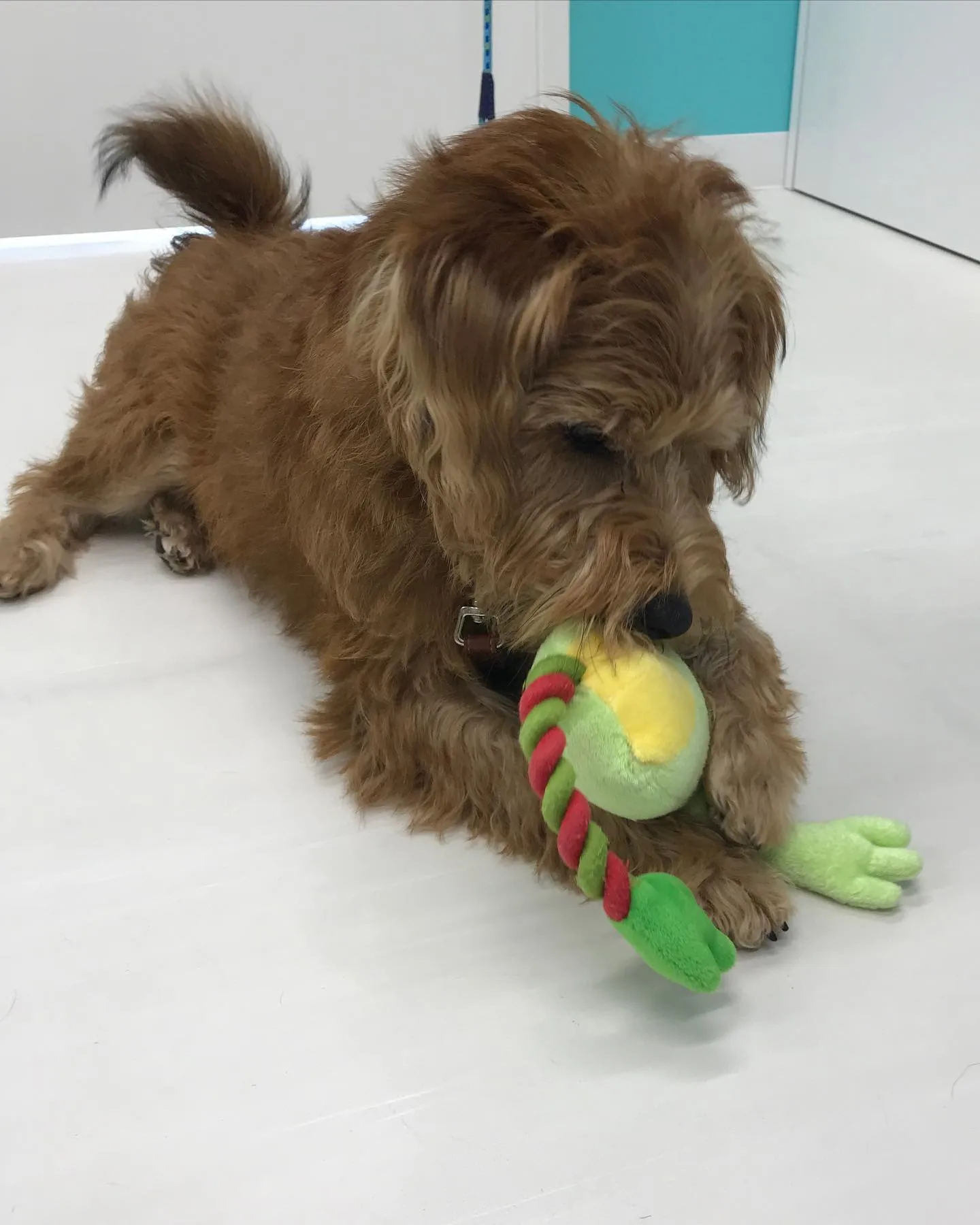 【ペットホテル　犬ちゃん】