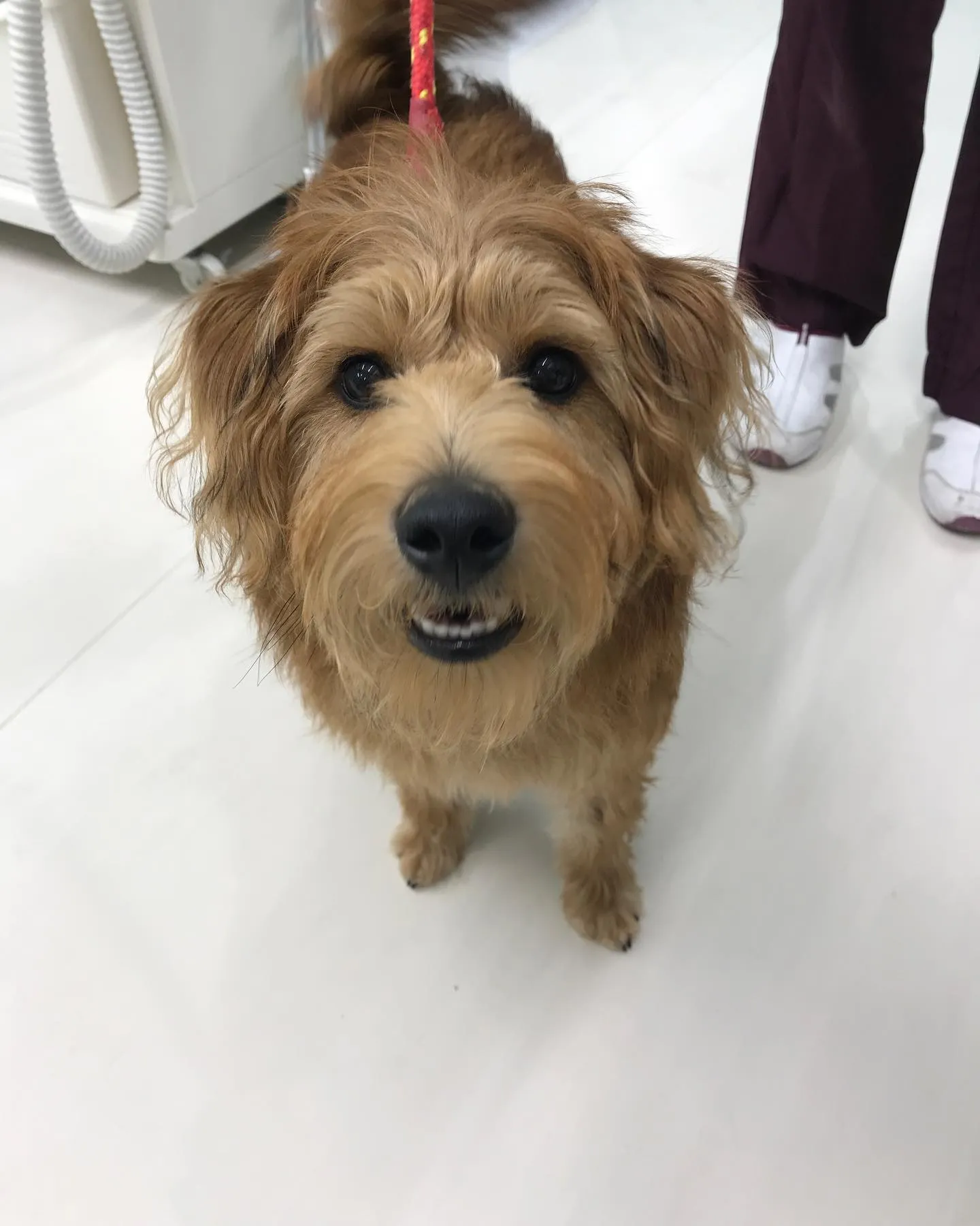 【ペットホテル　犬ちゃん】