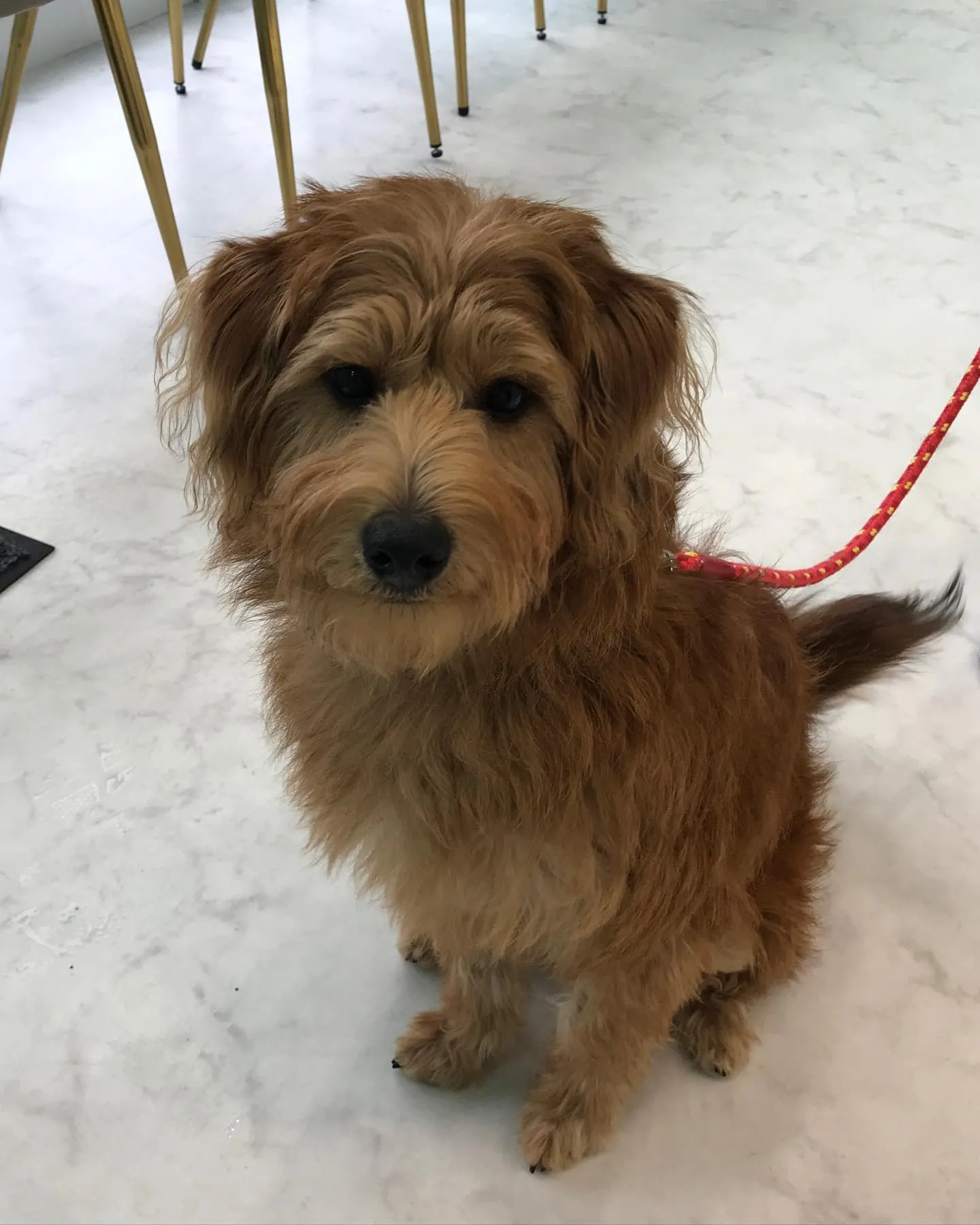 【ペットホテル　犬ちゃん】