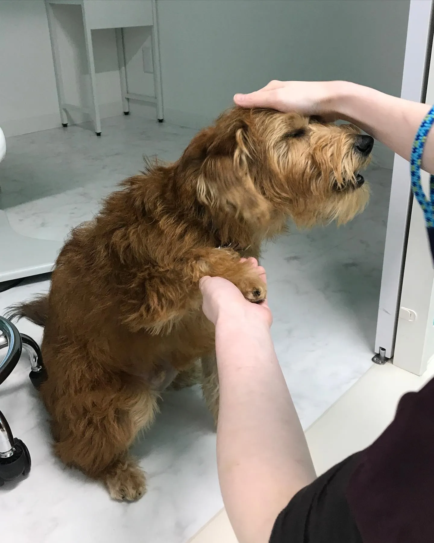【ペットホテル　犬ちゃん】
