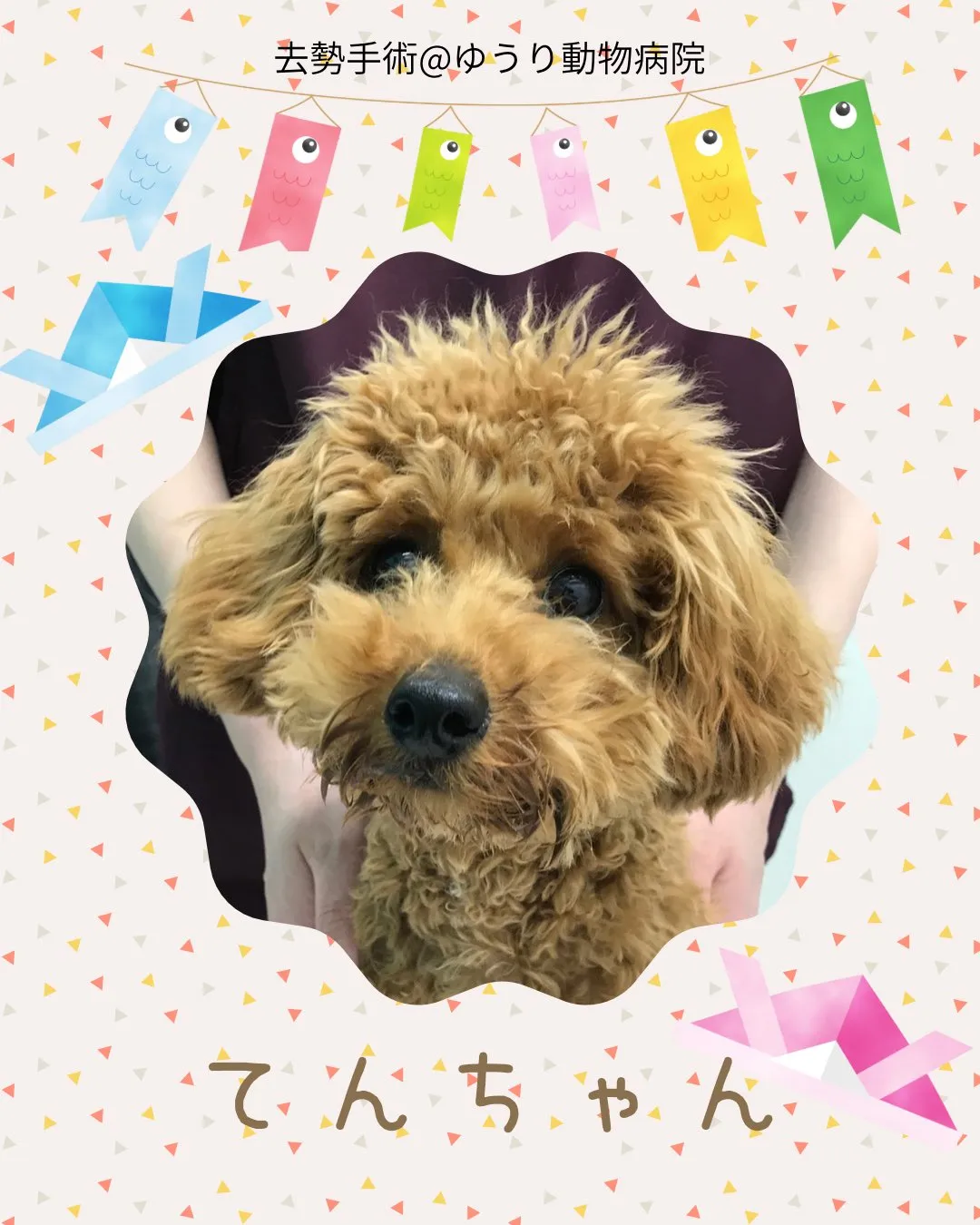 【去勢手術　犬ちゃん】