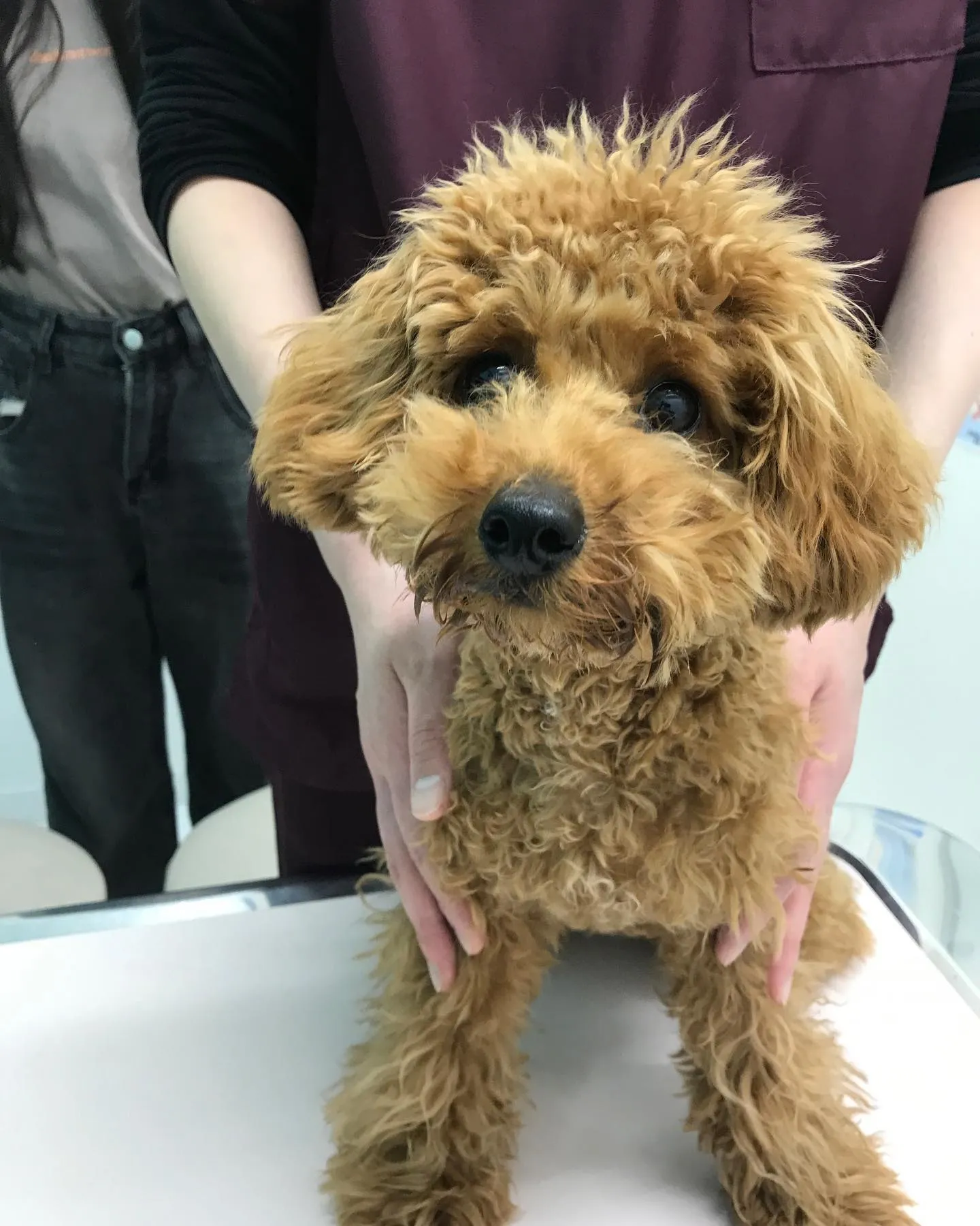 【去勢手術　犬ちゃん】
